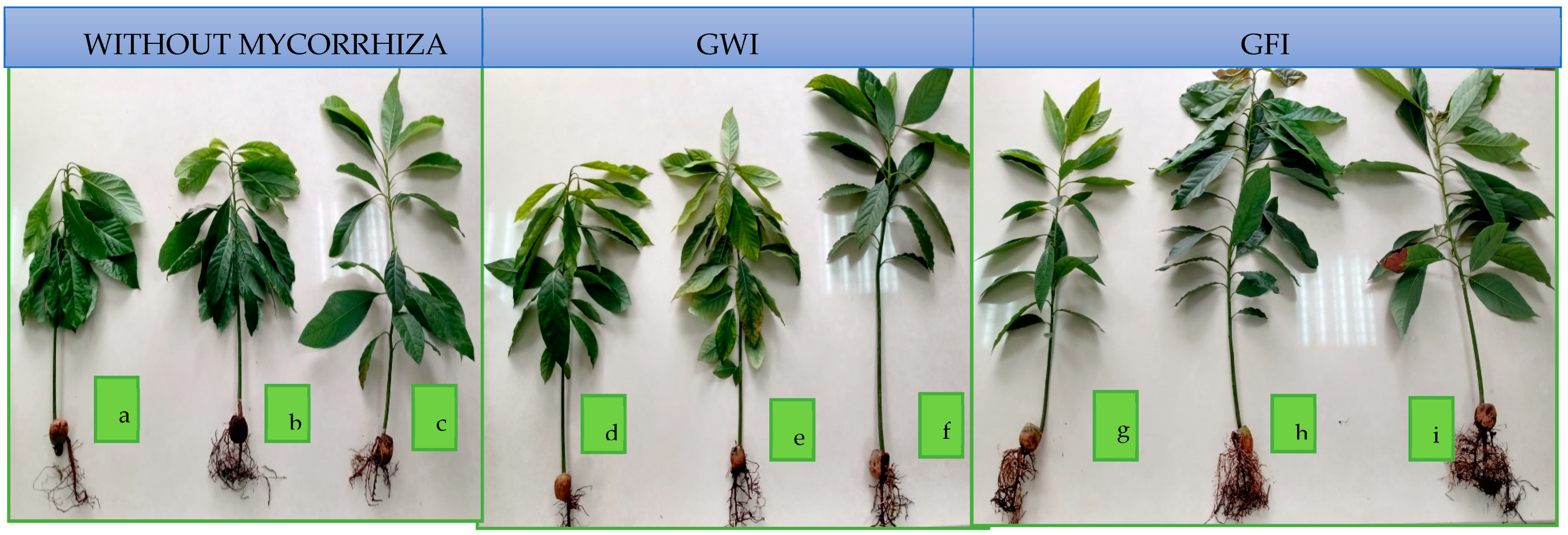 Microorganisms 12 00721 g007