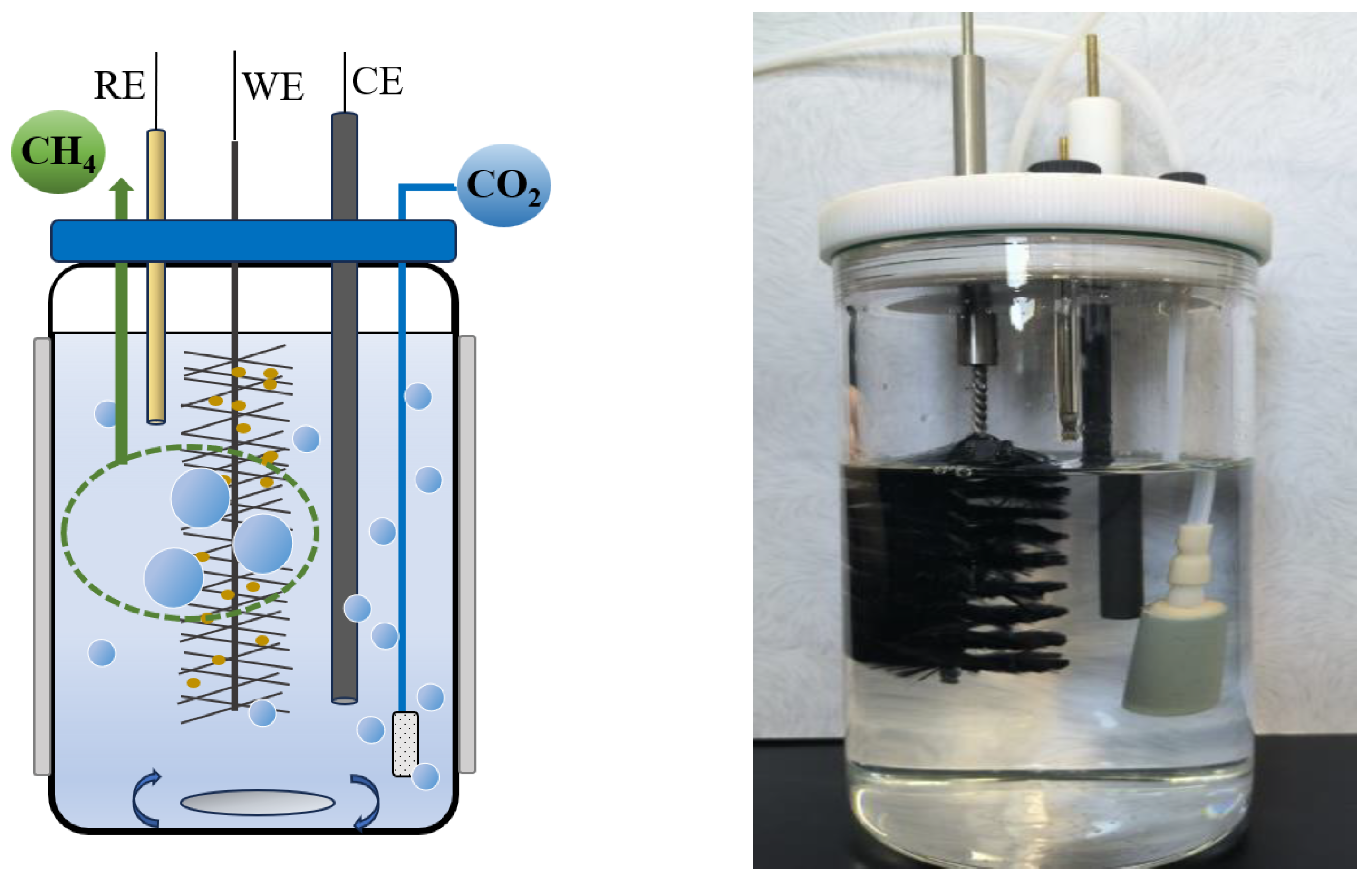 Microorganisms 12 00734 g001