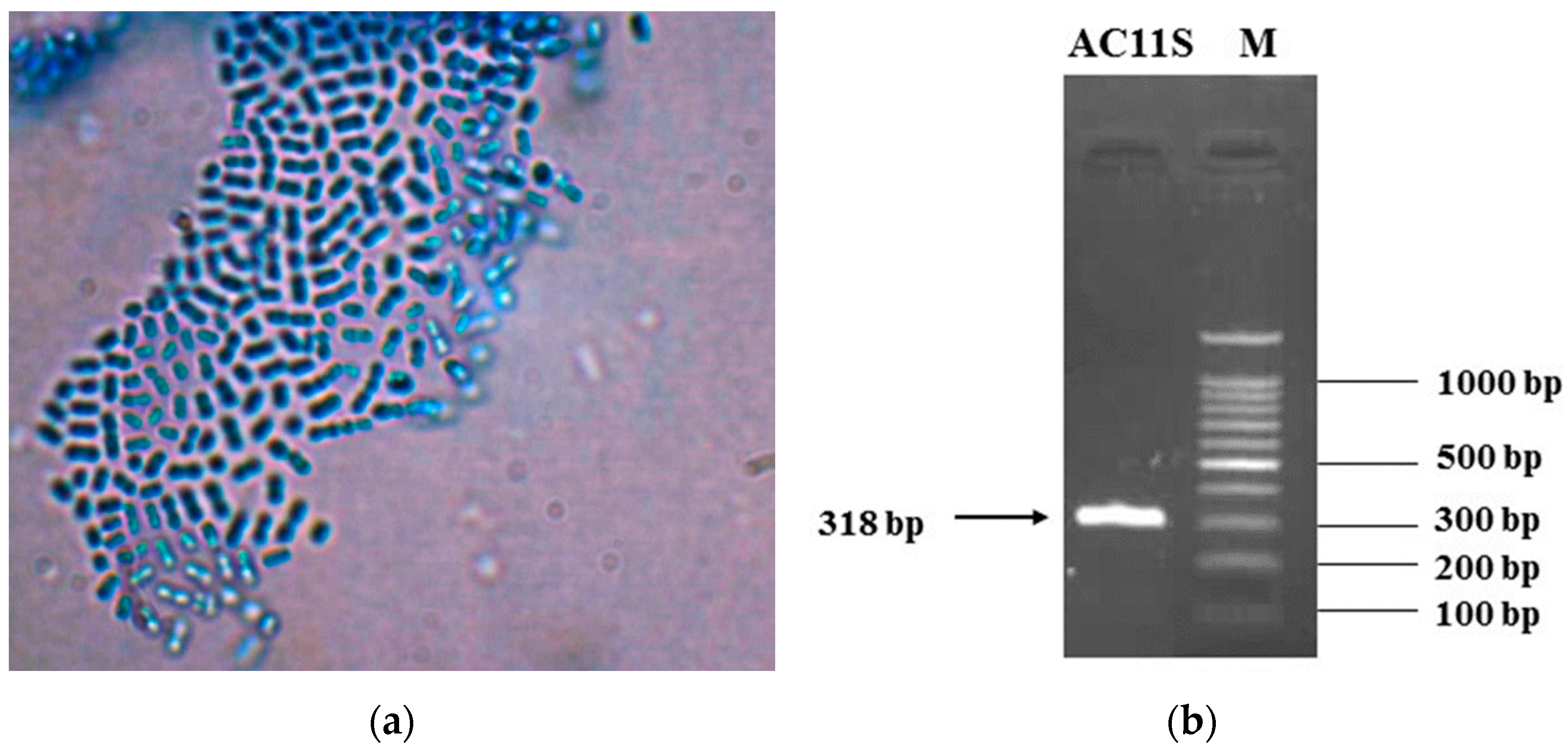 Microorganisms 12 00739 g001