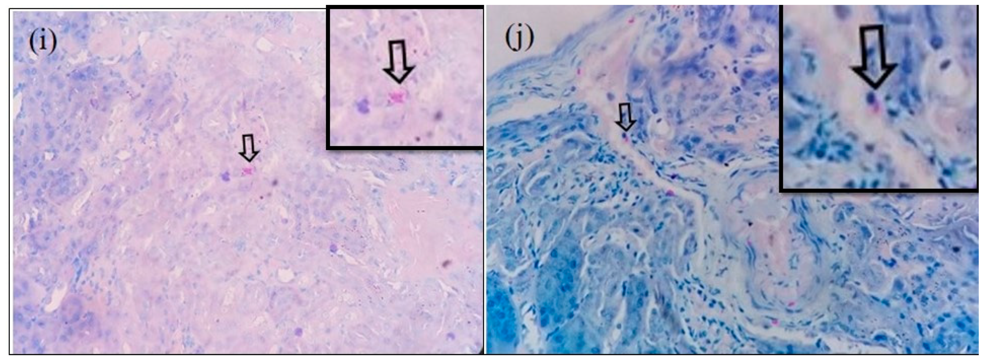 Microorganisms 12 00748 g002b