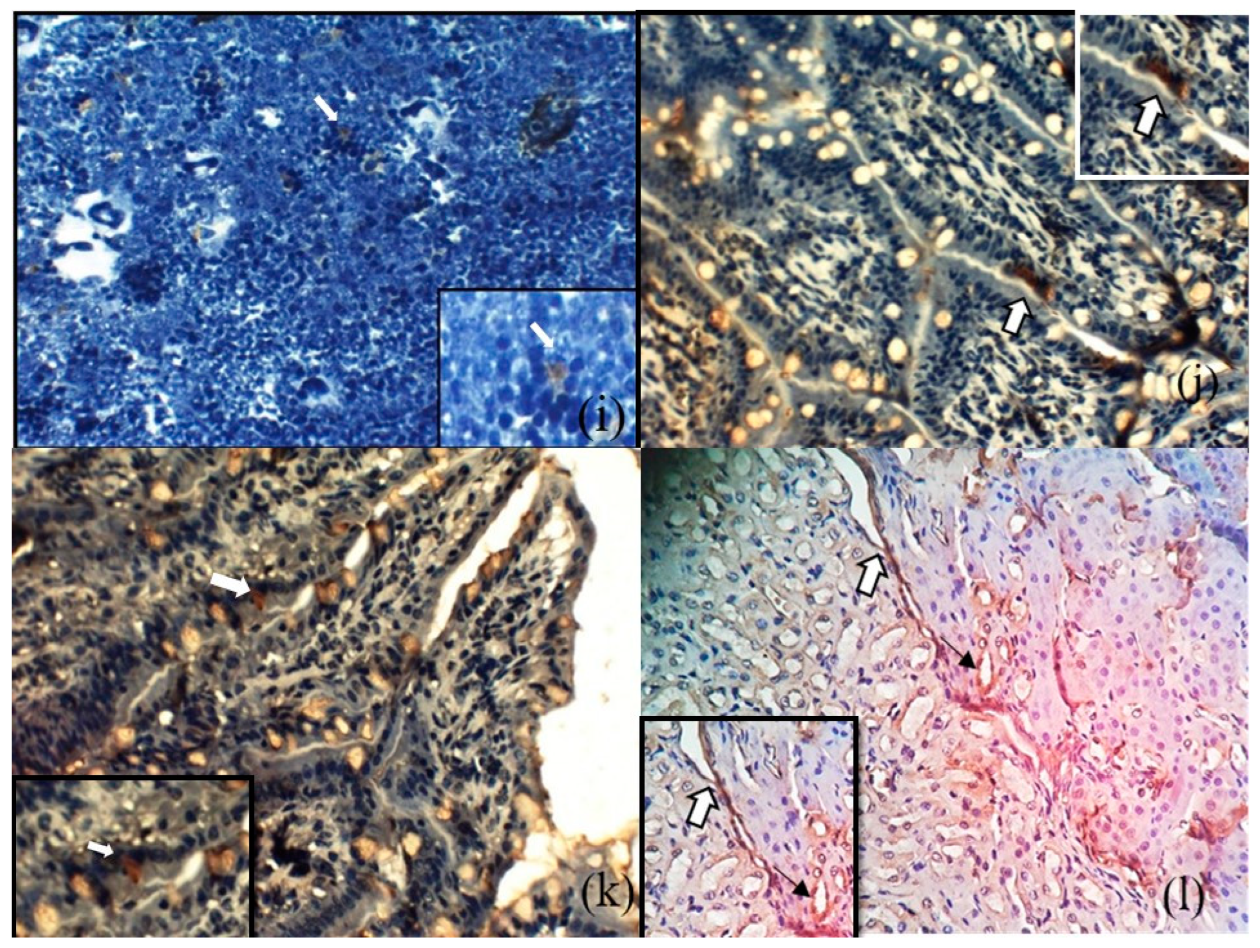 Microorganisms 12 00748 g003b
