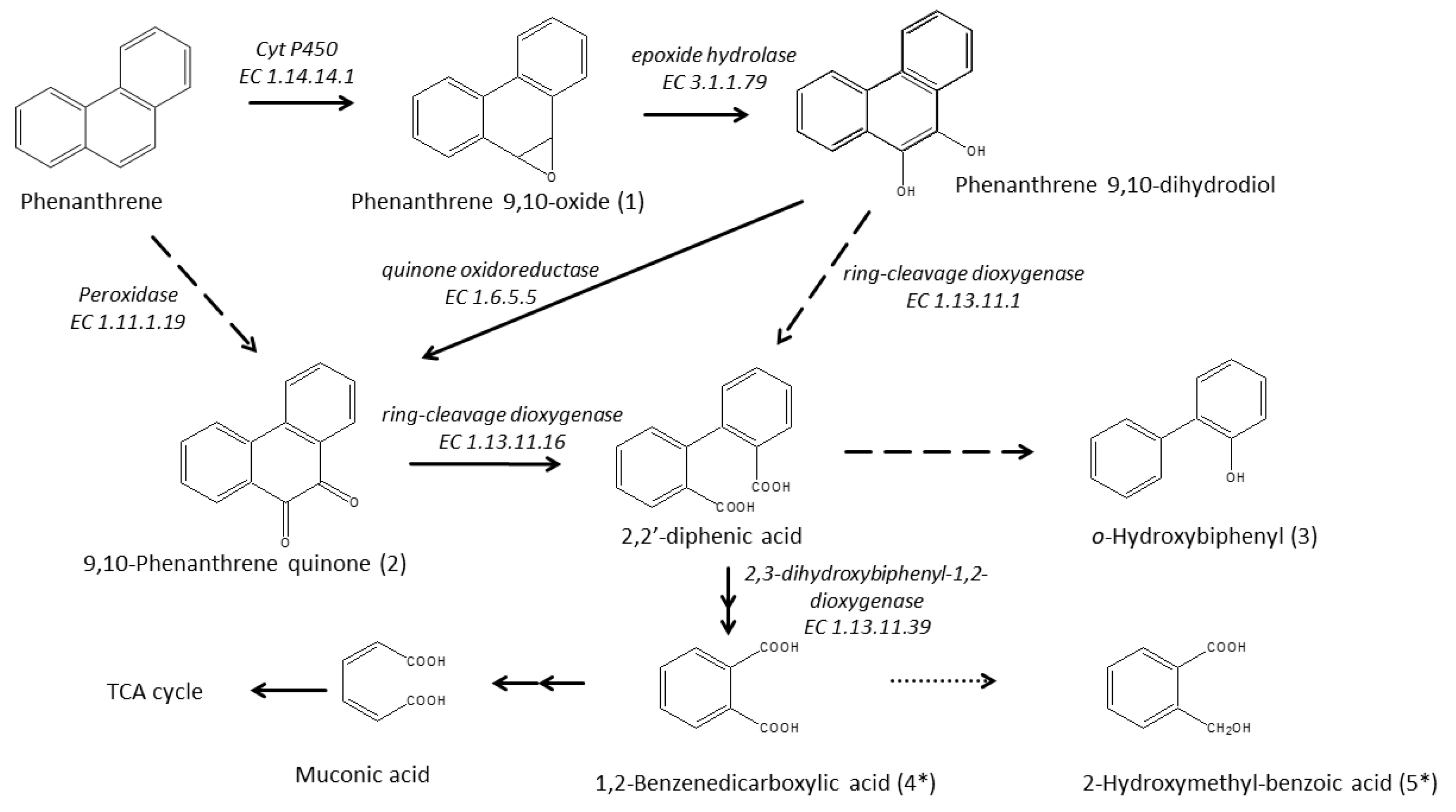 Microorganisms 12 00753 g004