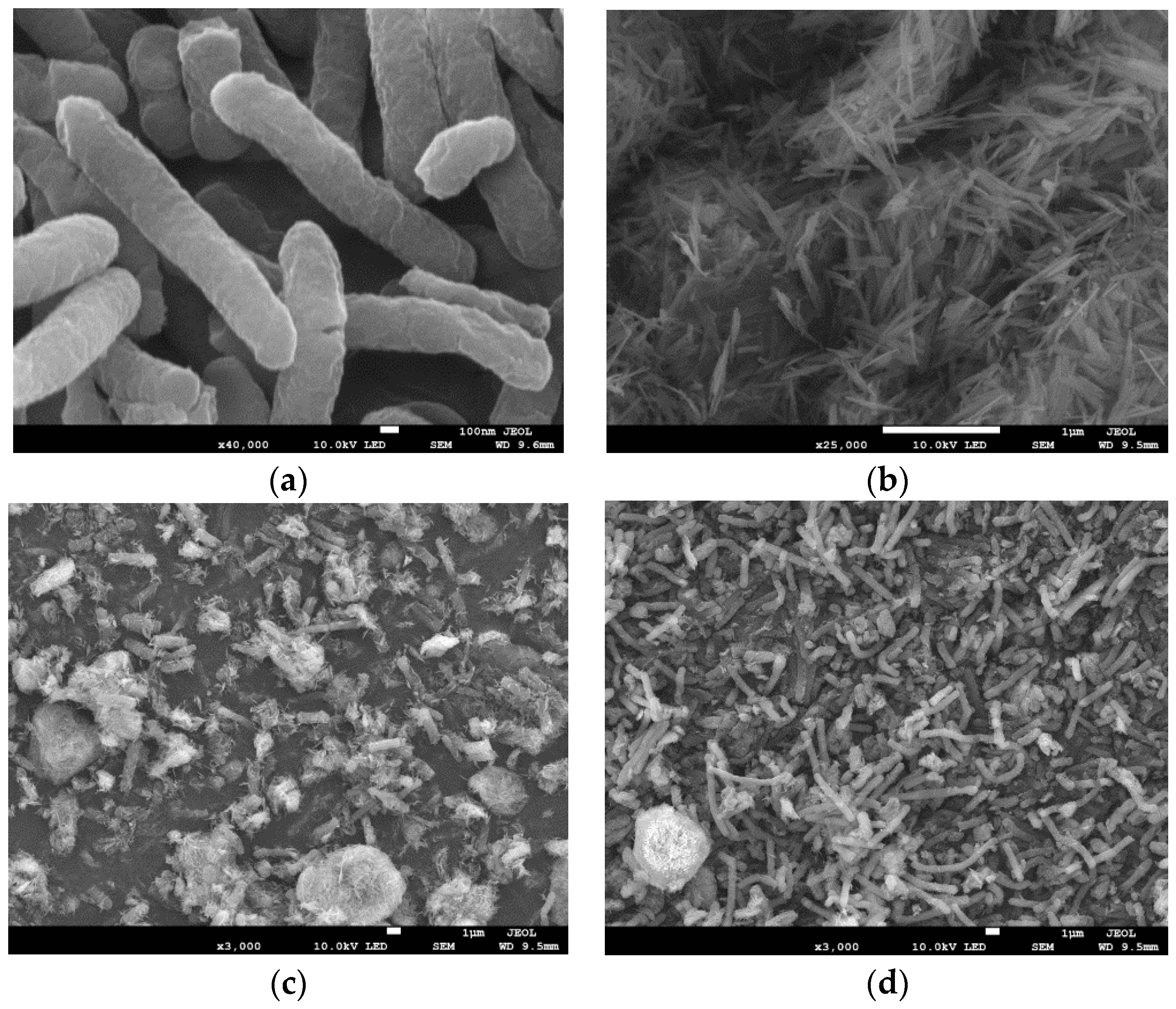 Microorganisms 12 00754 g007 Microorganisms 12 00754 g007