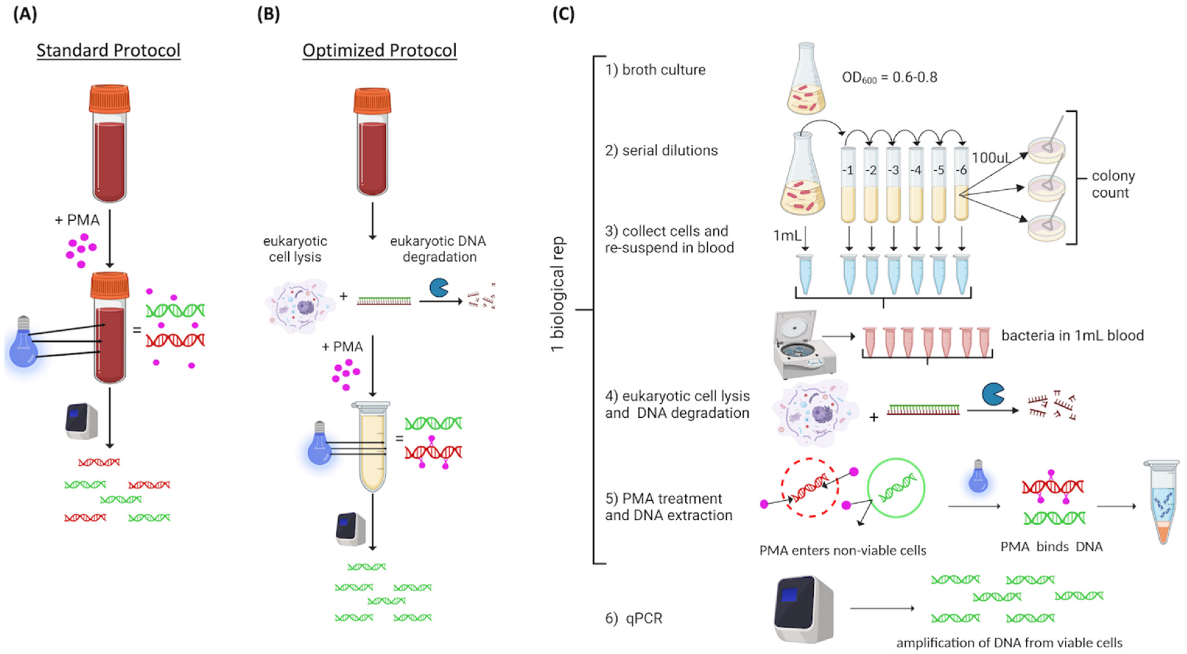 Microorganisms 12 00765 g001
