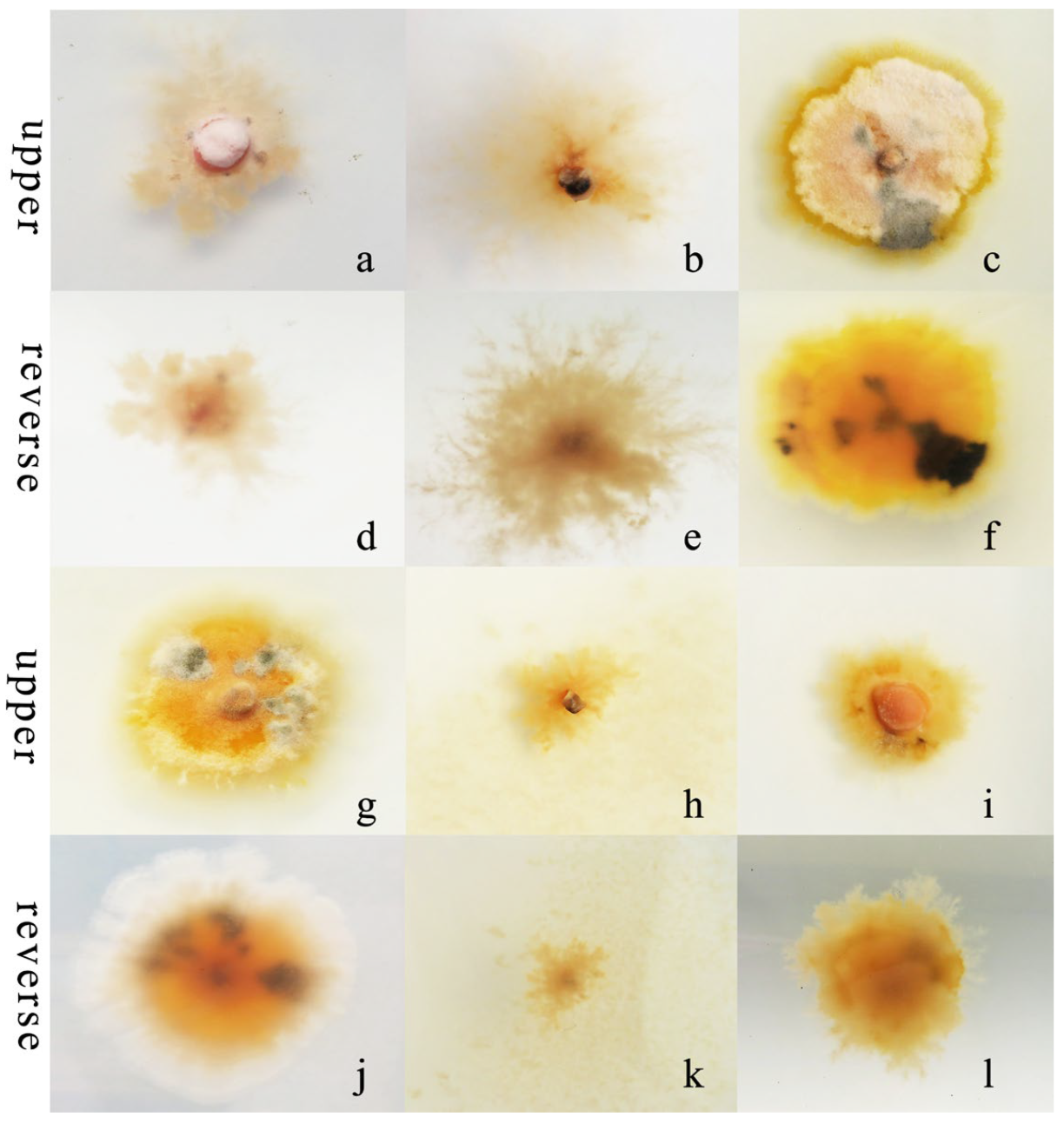 Microorganisms 12 00766 g005