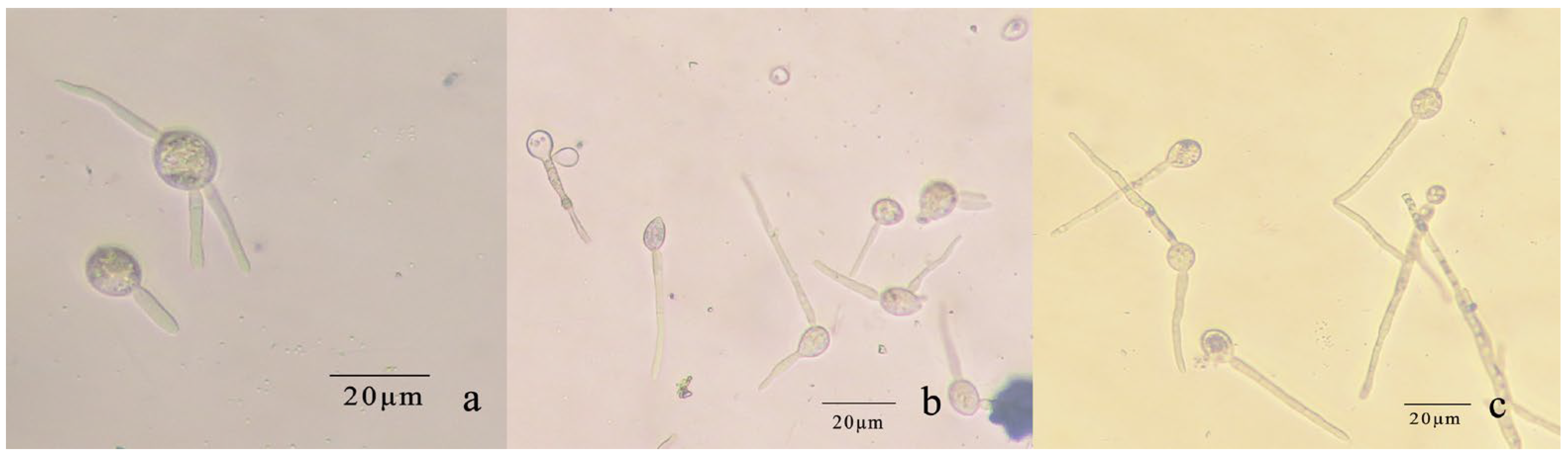 Microorganisms 12 00766 g010