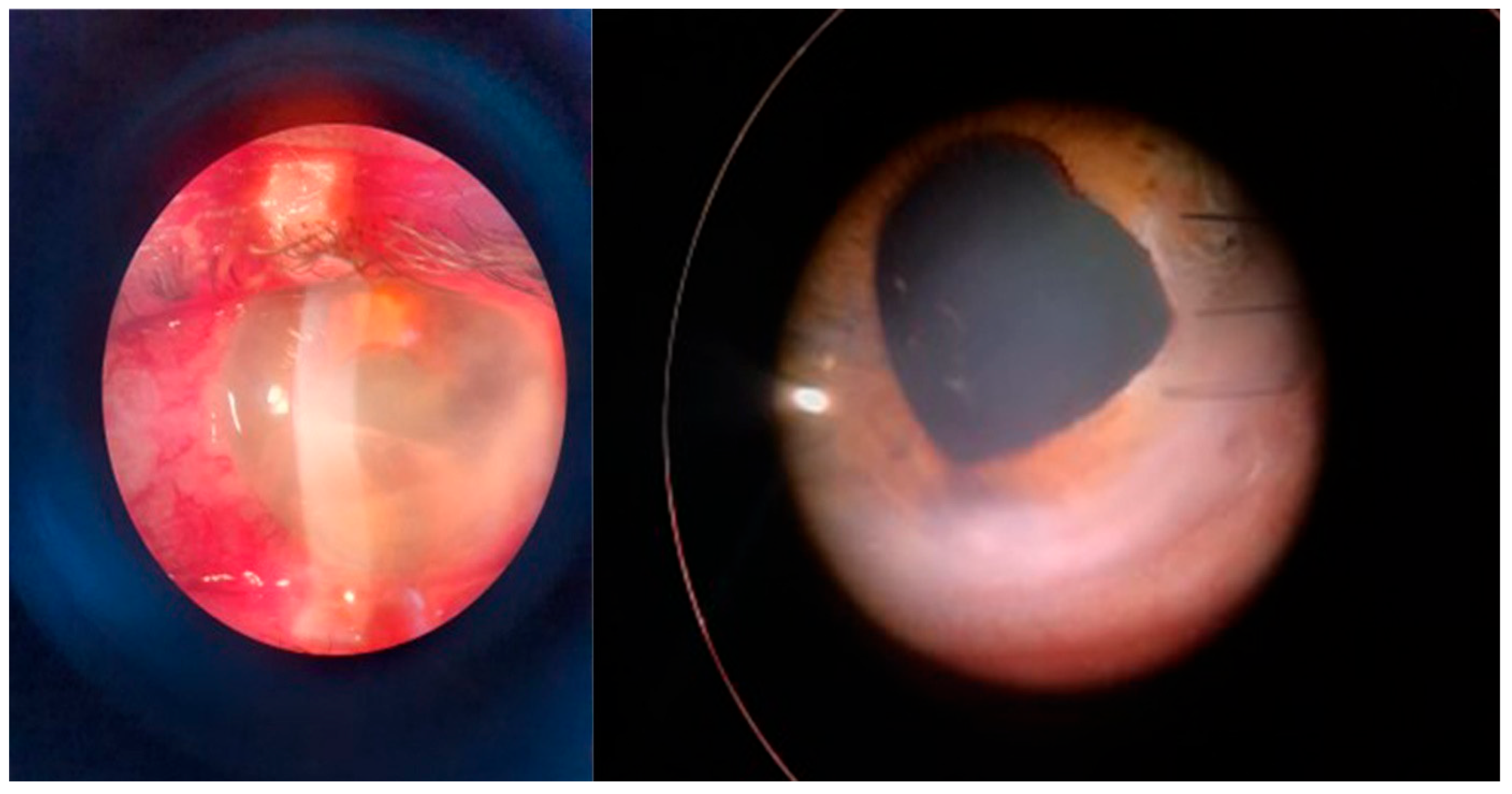Microorganisms 12 00787 g004 Microorganisms 12 00787 g004