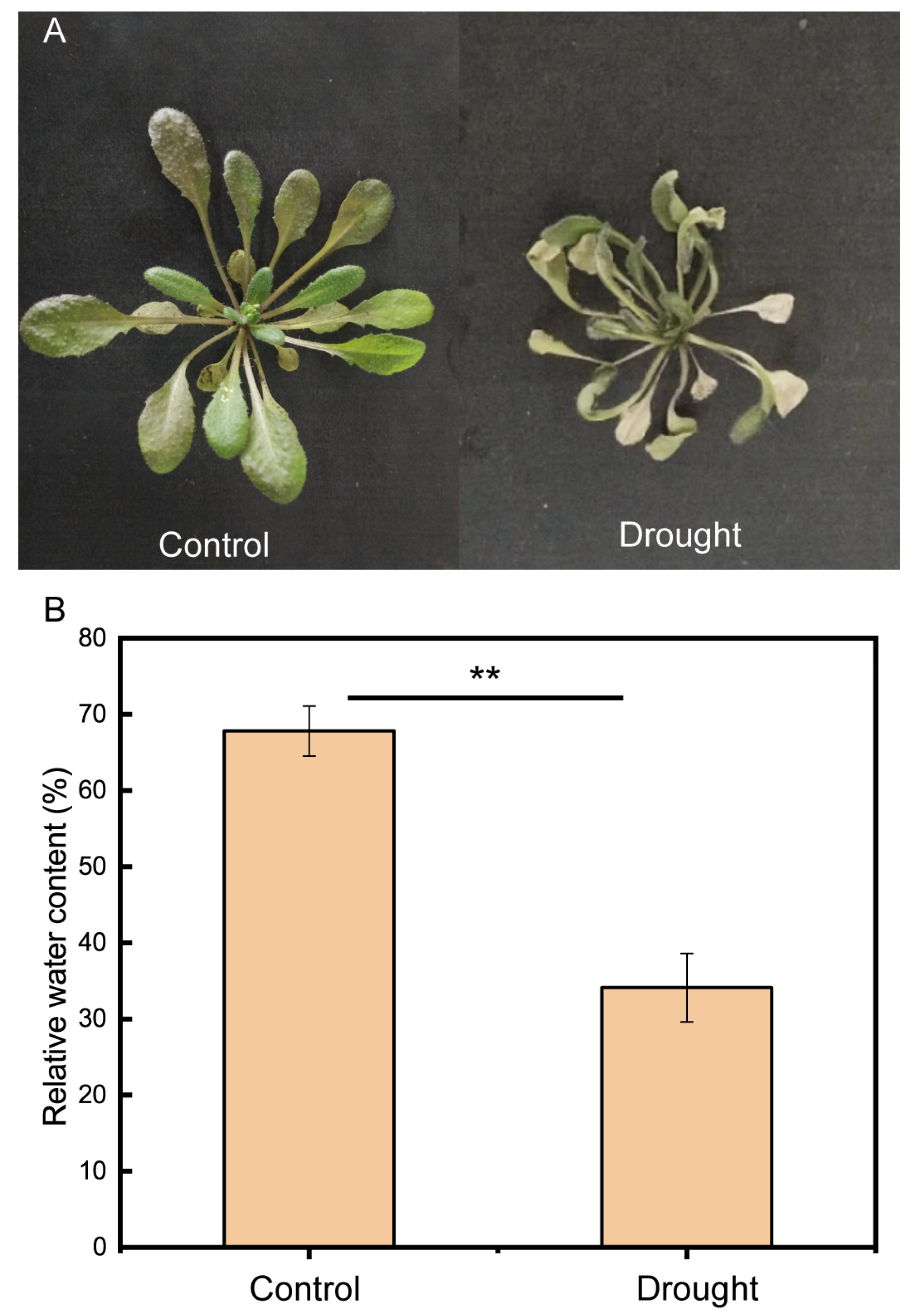 Microorganisms 12 00790 g0a1