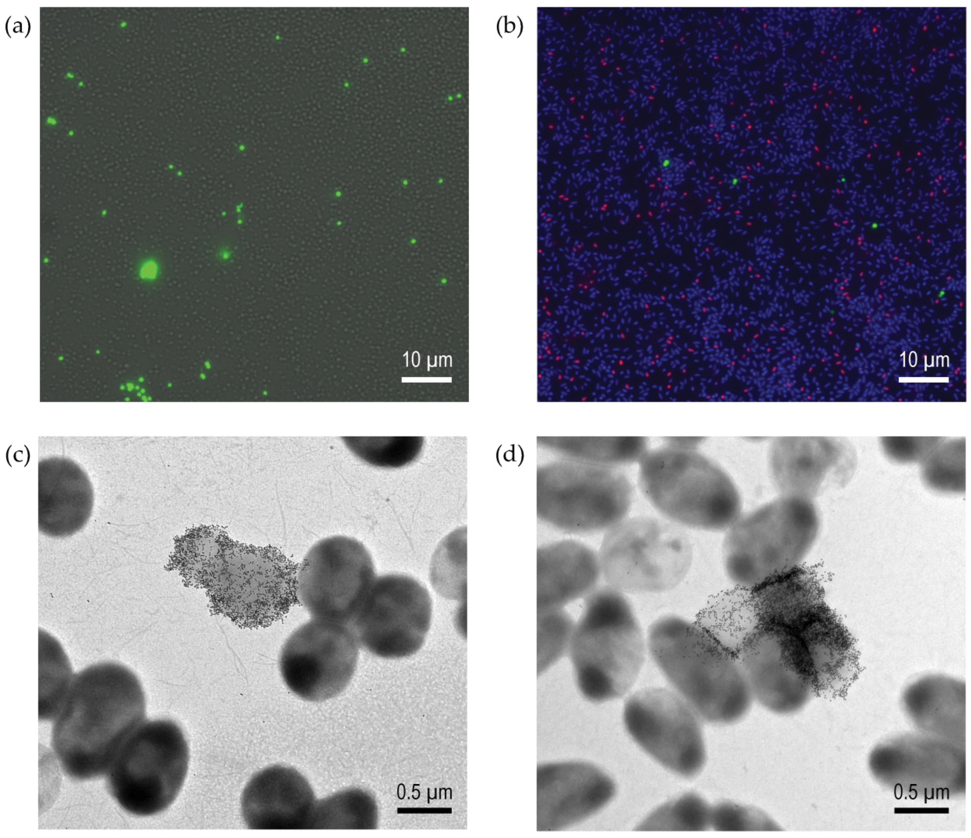 Microorganisms 12 00801 g003 Microorganisms 12 00801 g003