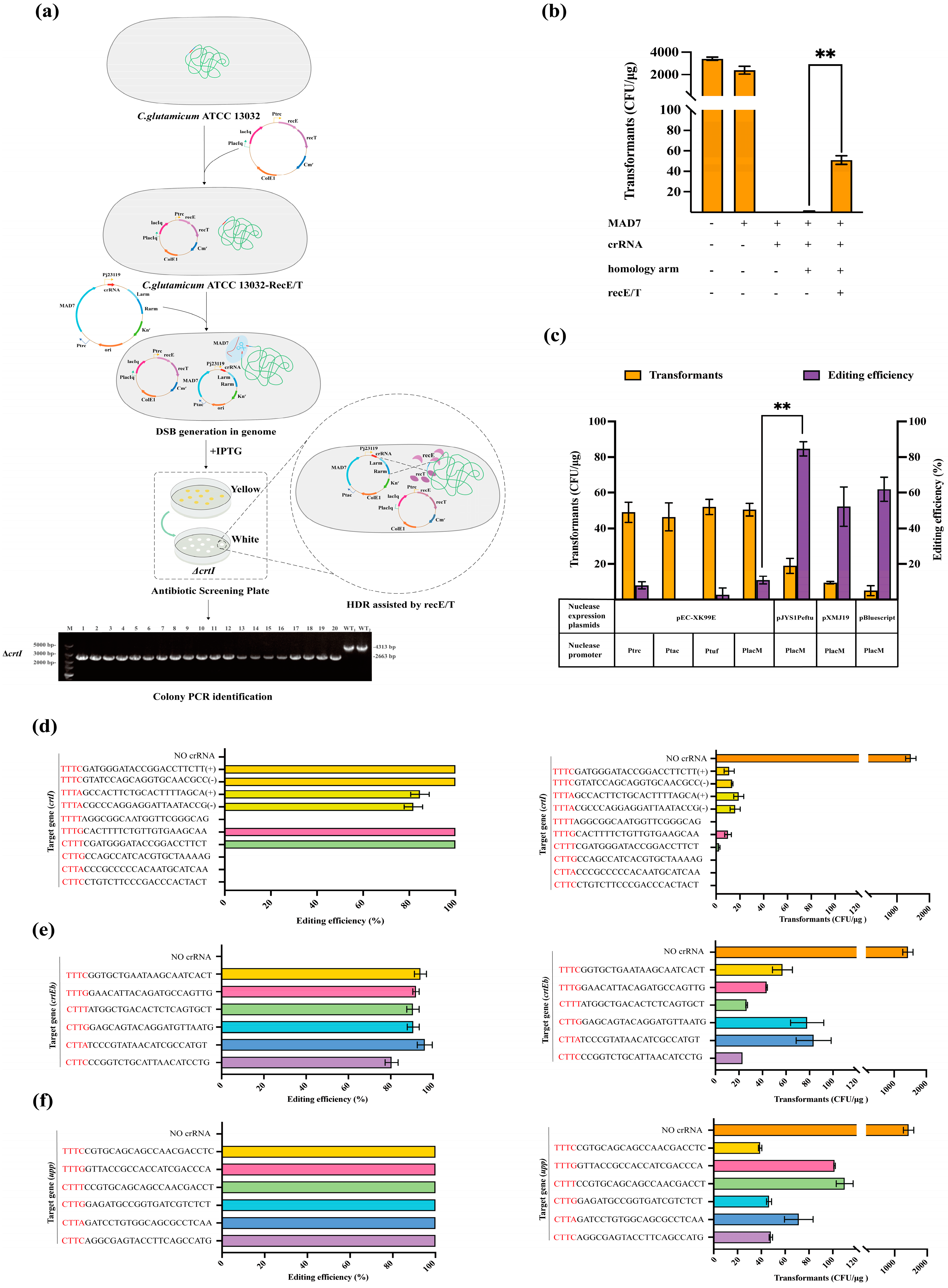 Microorganisms 12 00803 g001