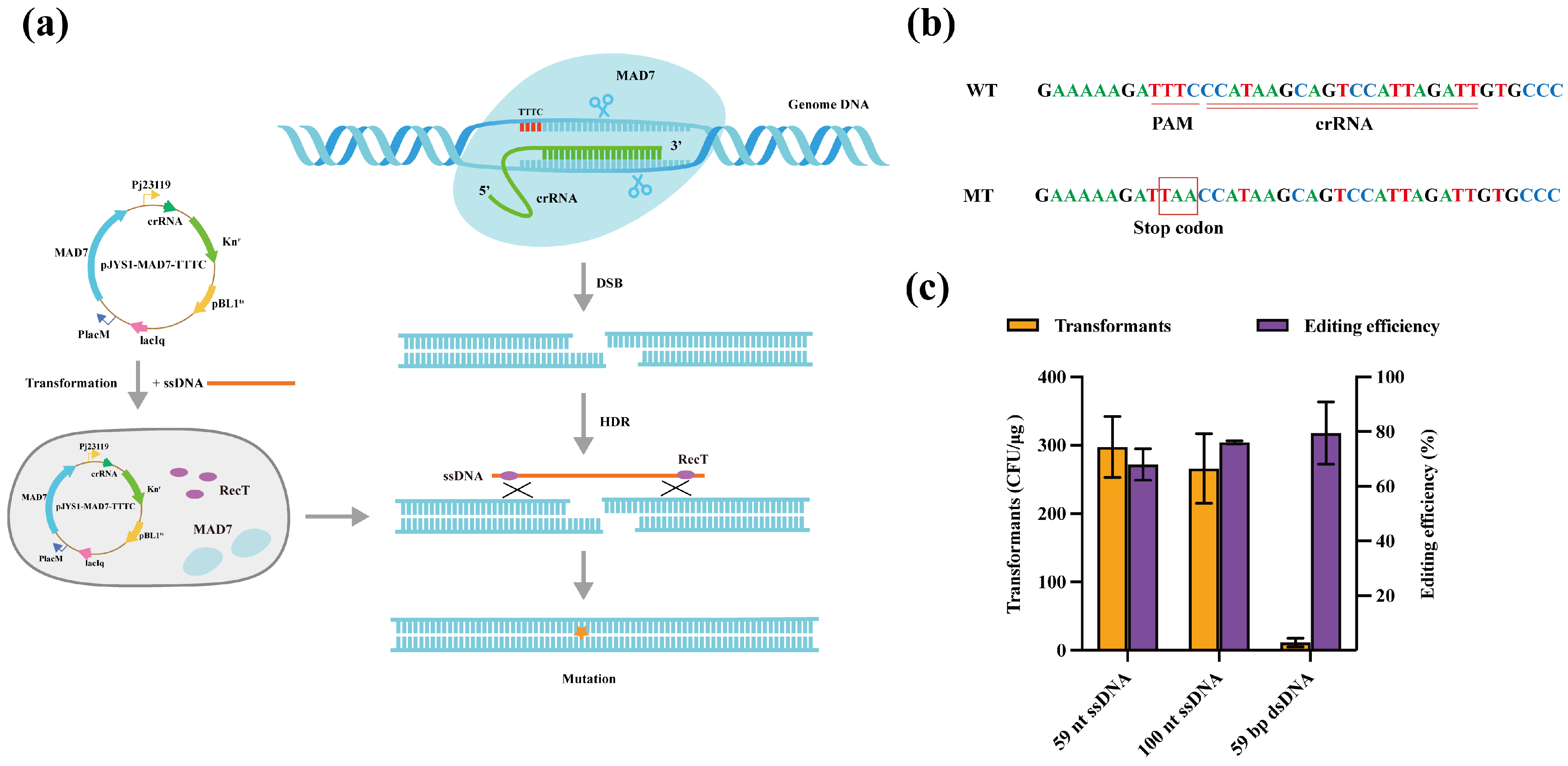 Microorganisms 12 00803 g003