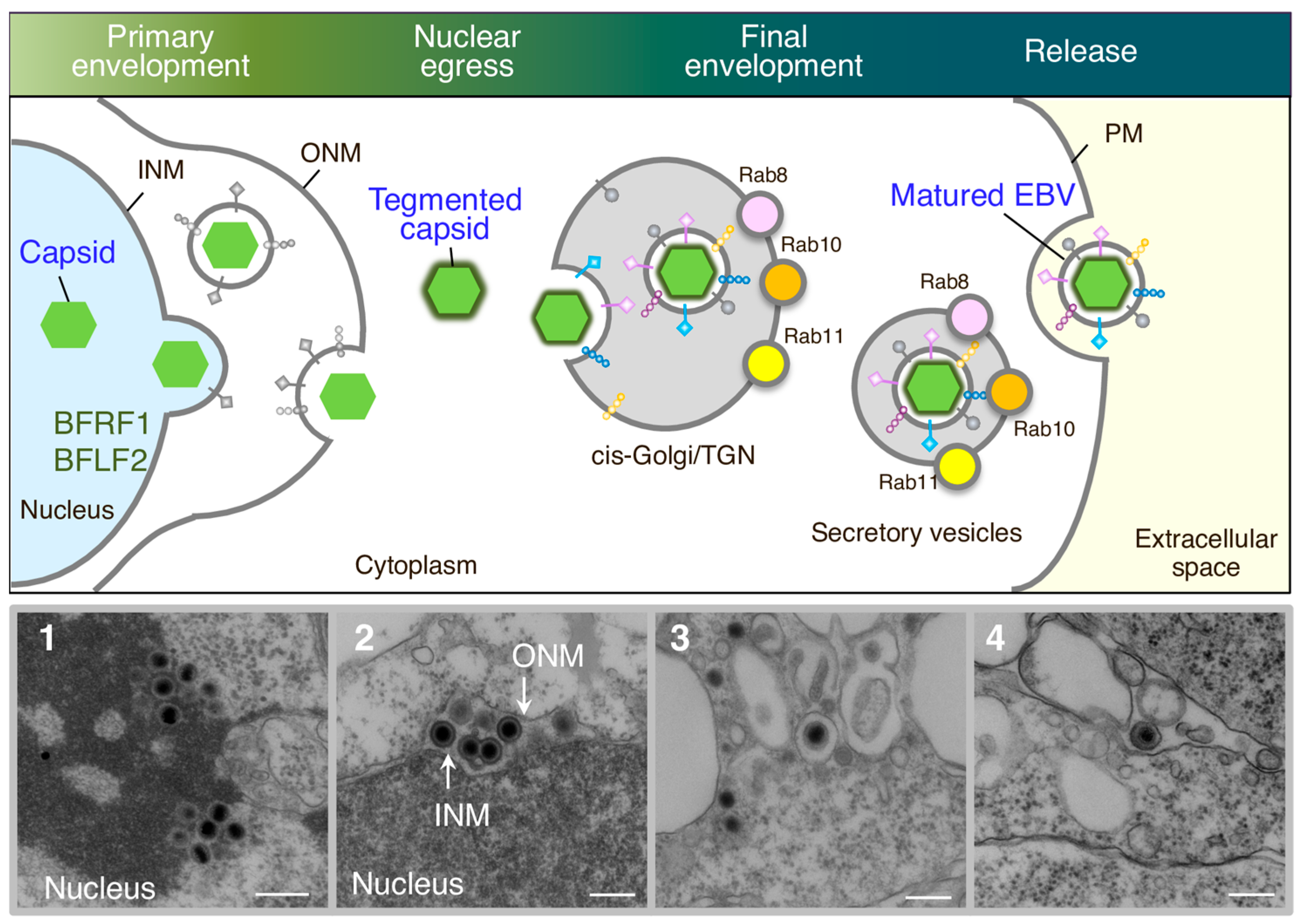 Microorganisms 12 00806 g001 Microorganisms 12 00806 g001