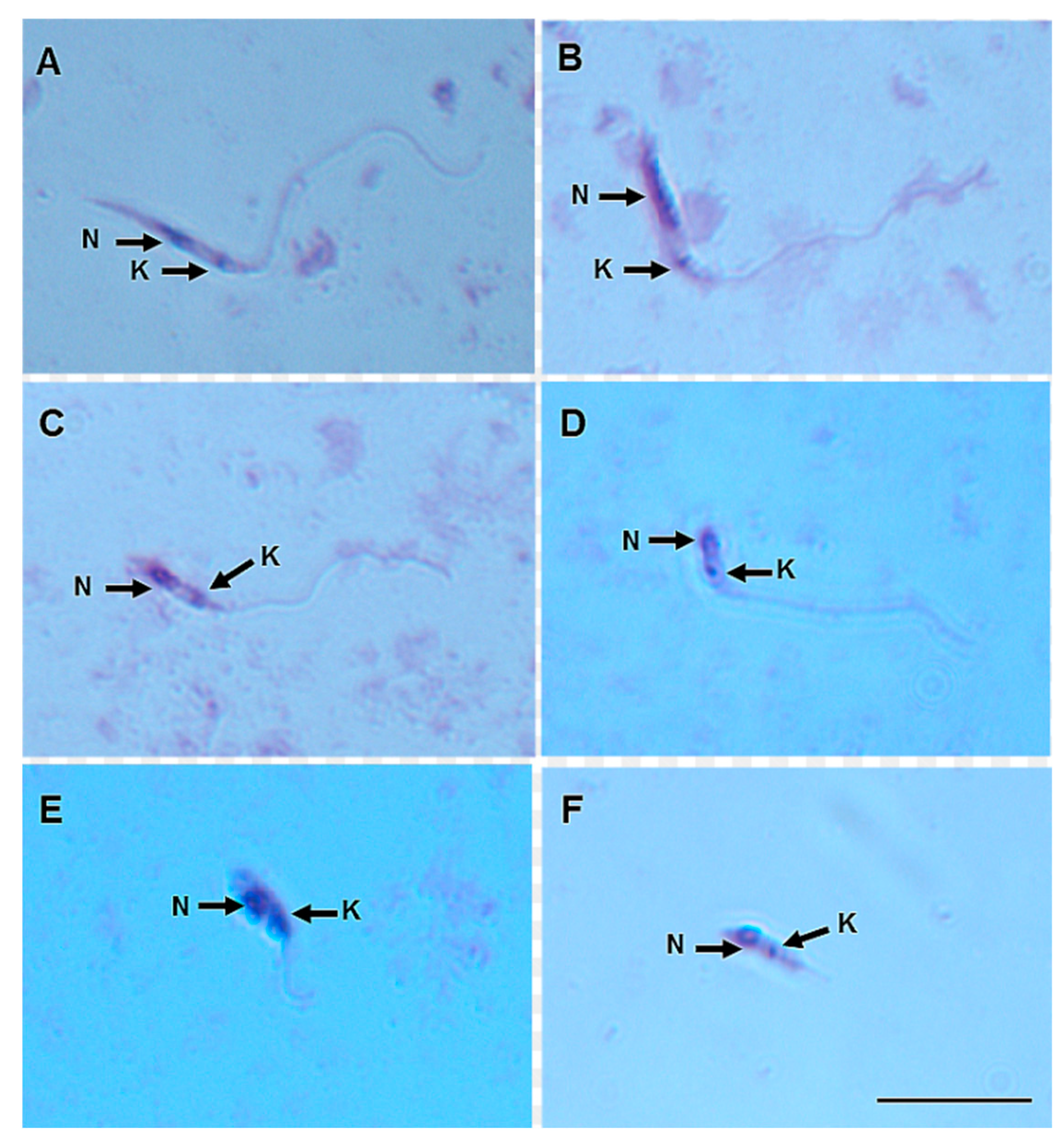 Microorganisms 12 00809 g004 Microorganisms 12 00809 g004