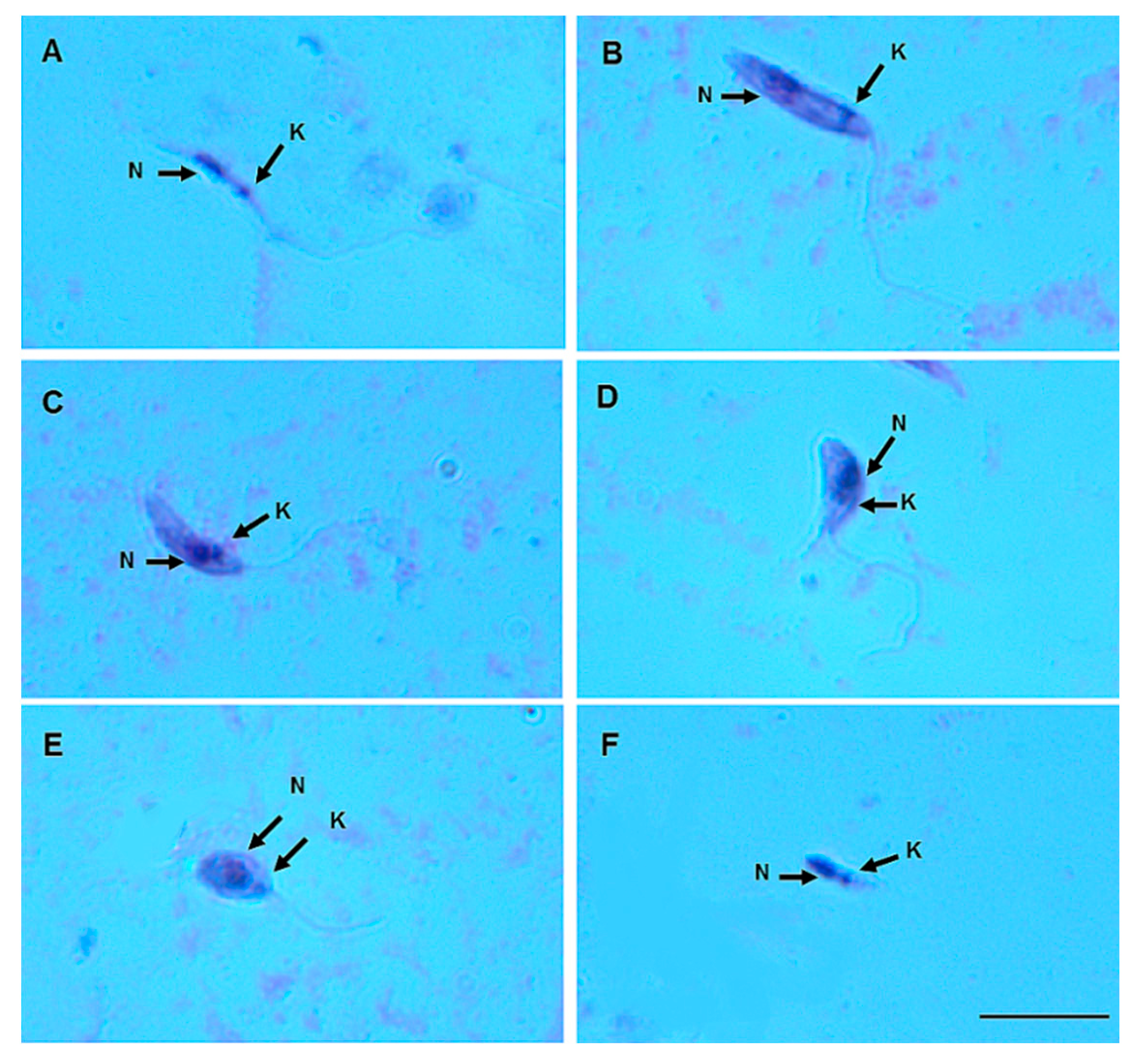 Microorganisms 12 00809 g005 Microorganisms 12 00809 g005