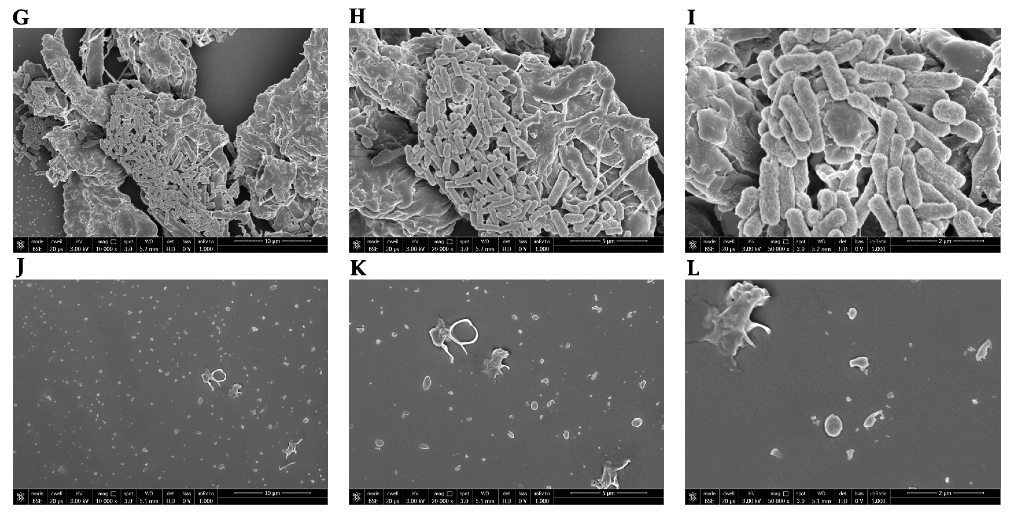 Microorganisms 12 00820 g012b