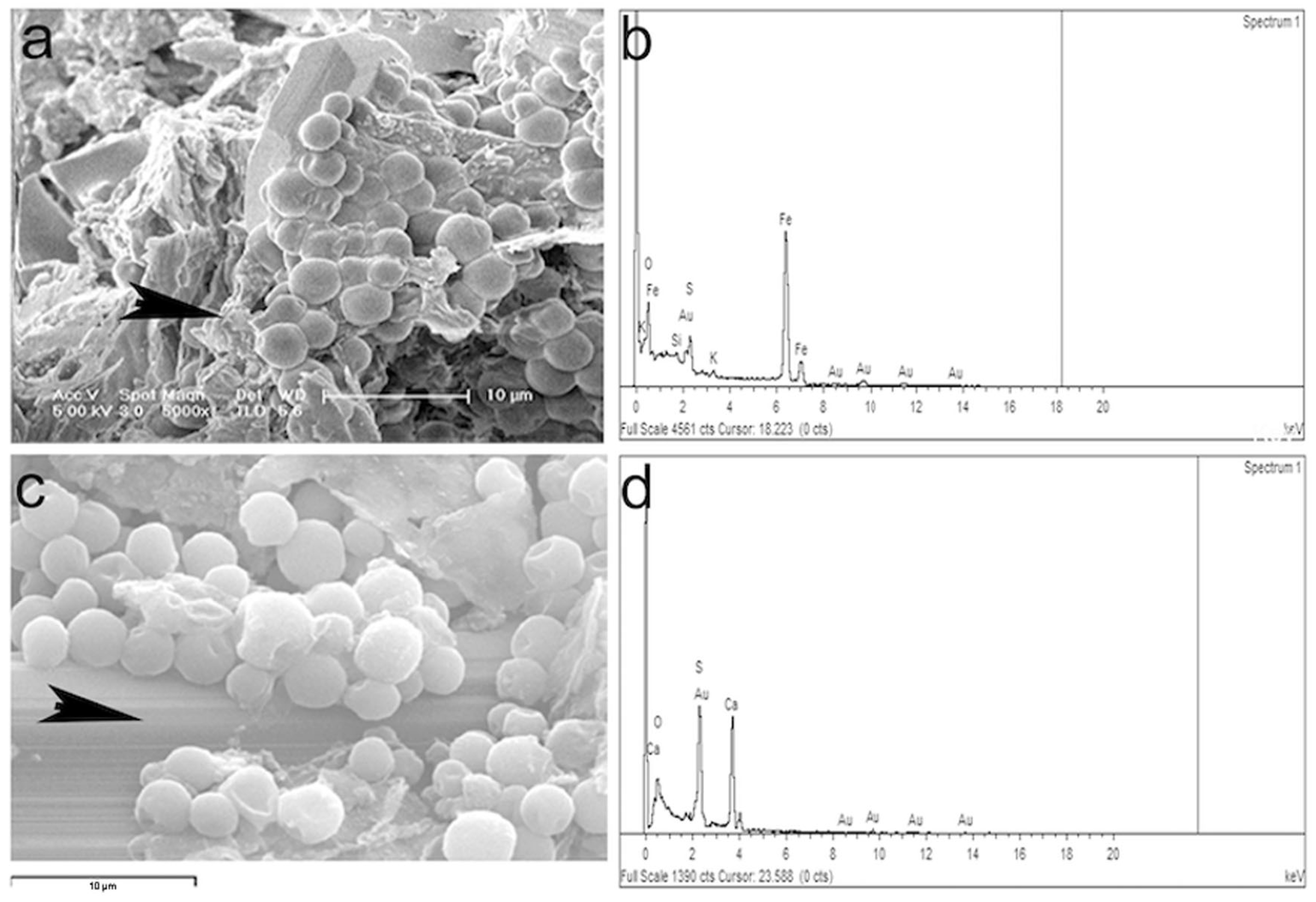 Microorganisms 12 00829 g005 Microorganisms 12 00829 g005