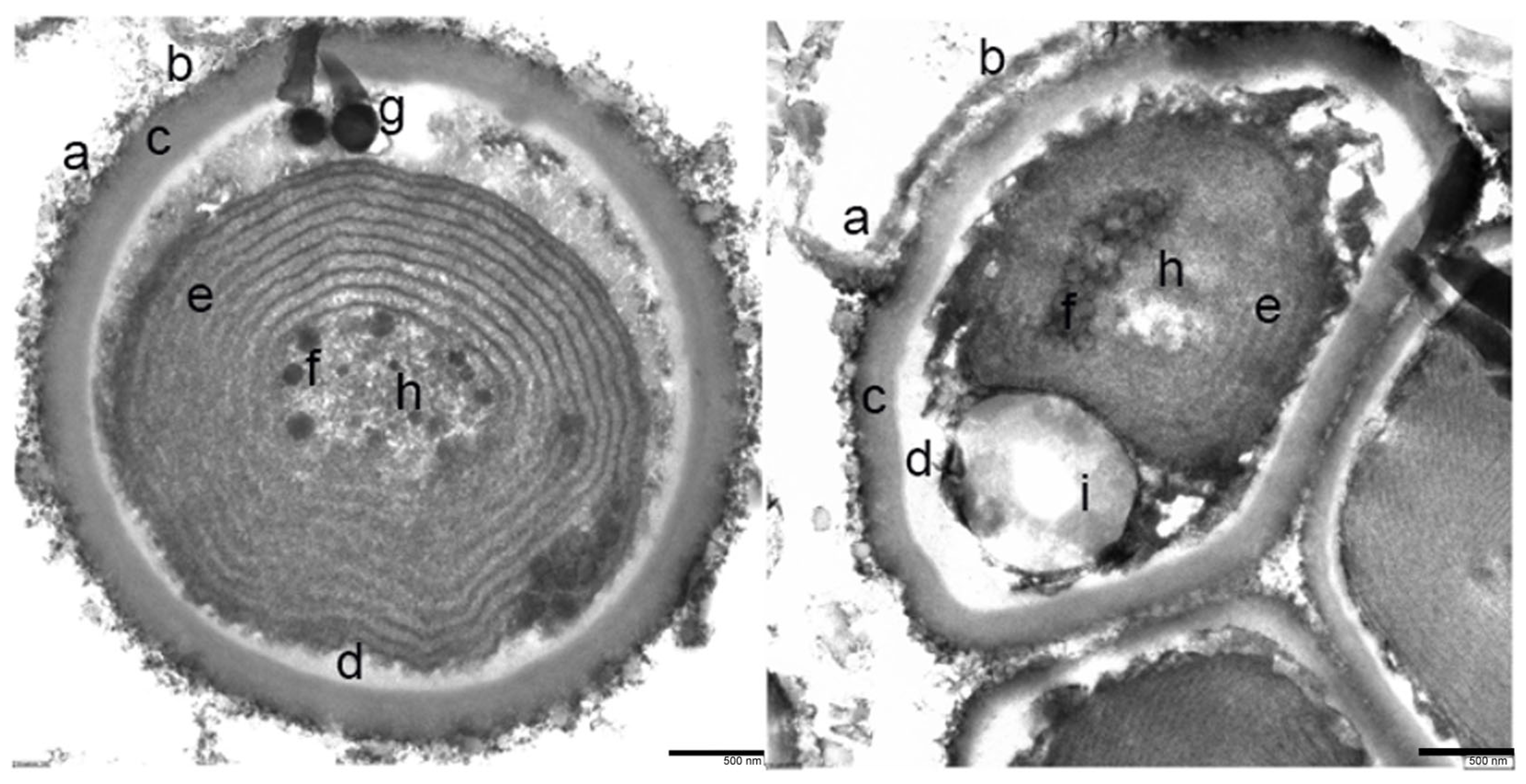 Microorganisms 12 00829 g006 Microorganisms 12 00829 g006