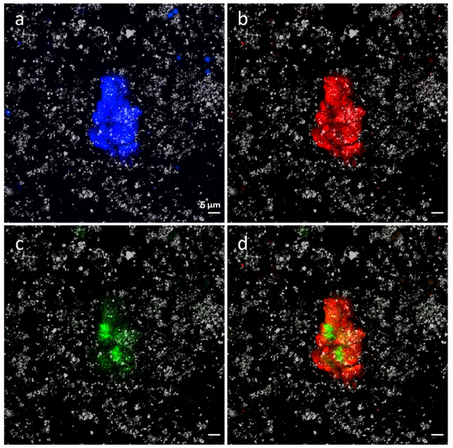 Microorganisms 12 00829 g009 Microorganisms 12 00829 g009