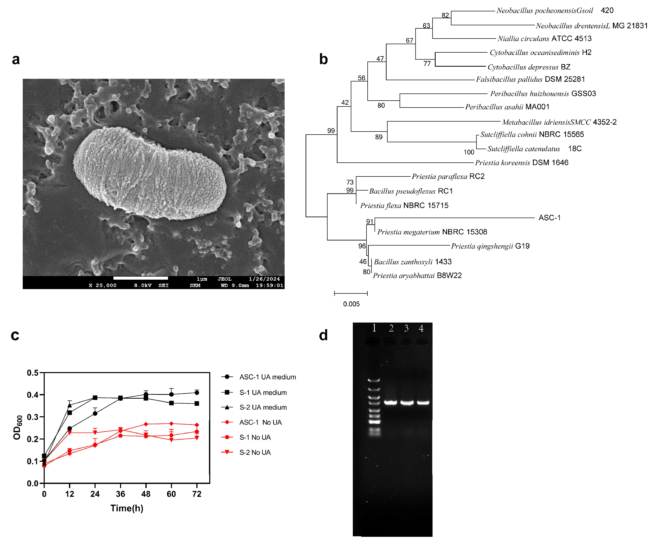 Microorganisms 12 00832 g001