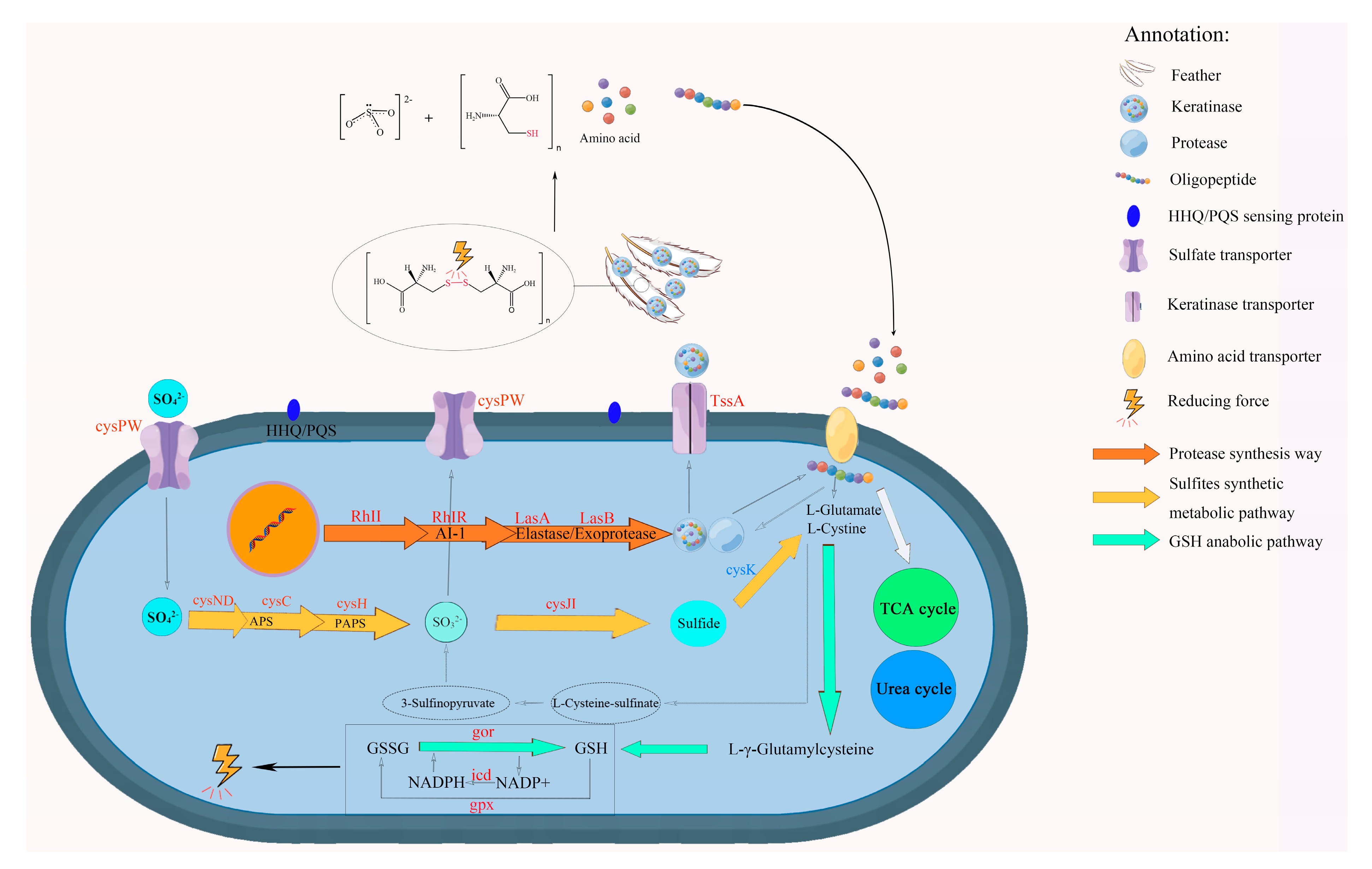 Microorganisms 12 00841 g006 Microorganisms 12 00841 g006
