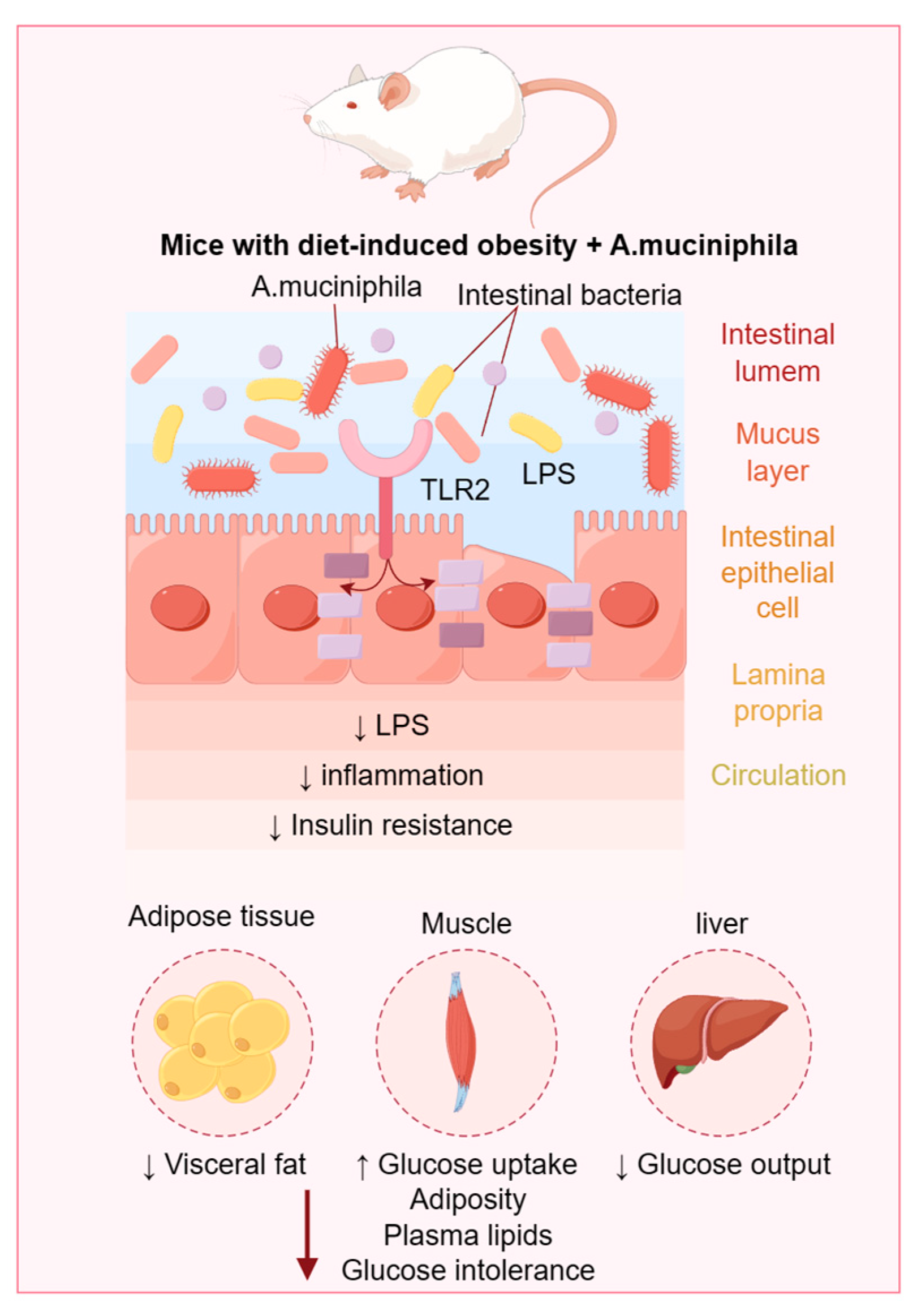 Microorganisms 12 00851 g001