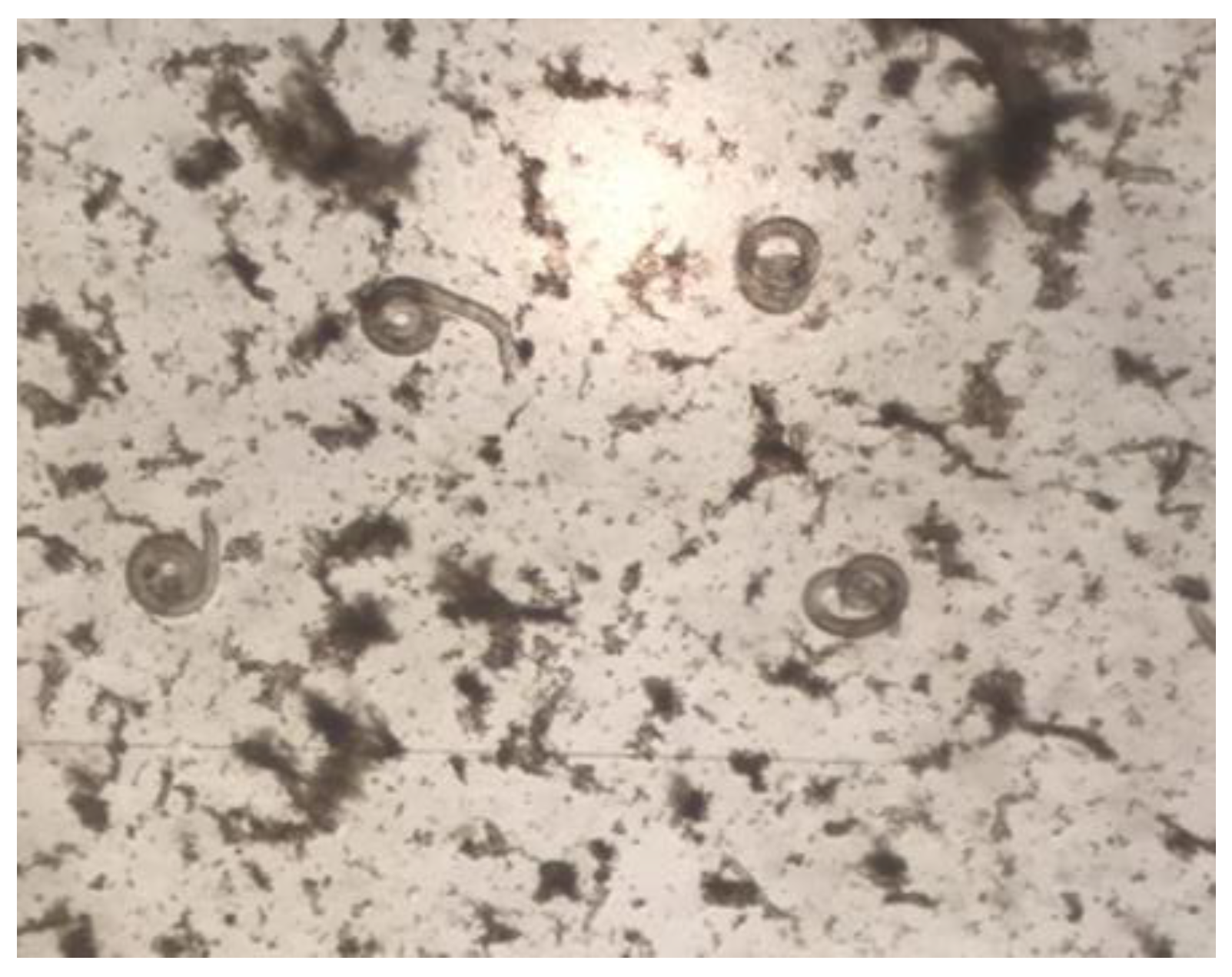 Microorganisms 12 00856 g002