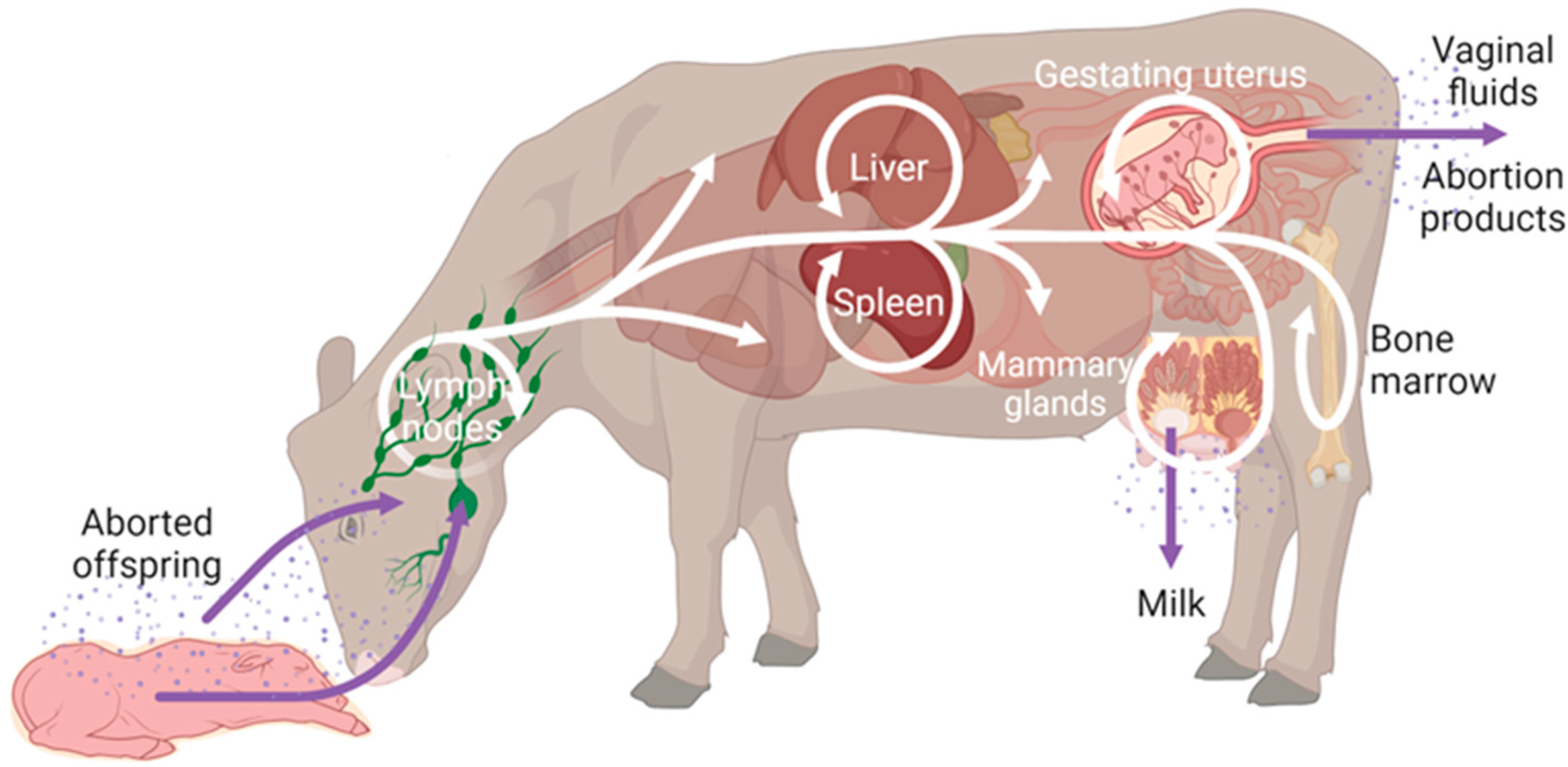 Microorganisms 12 00866 g001