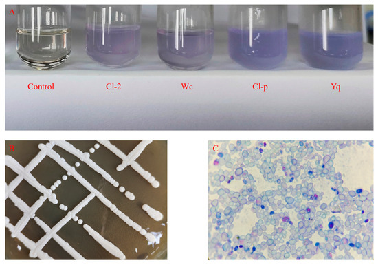 Clavispora lusitaniae main image 1