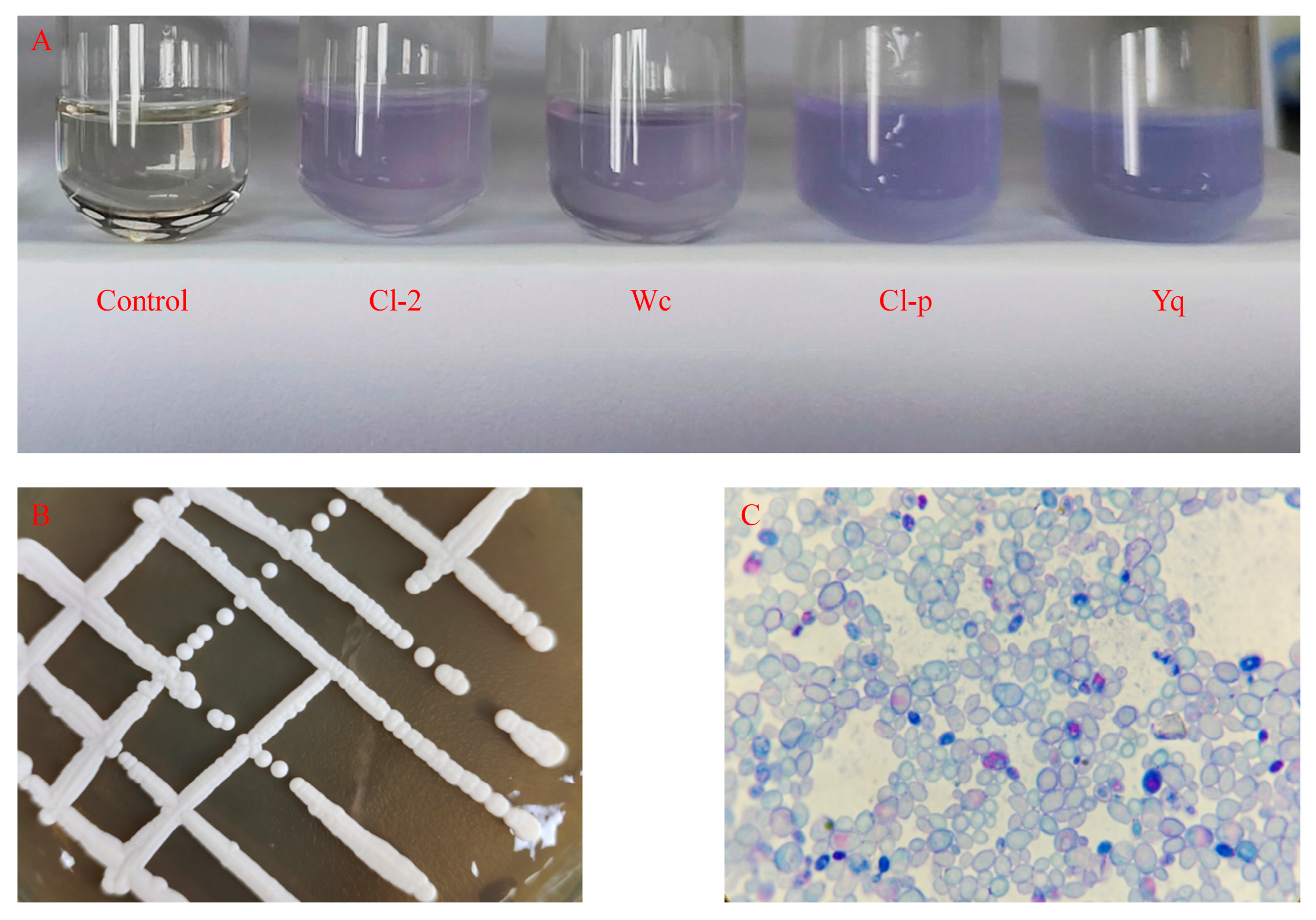 Microorganisms 12 00882 g001 Microorganisms 12 00882 g001