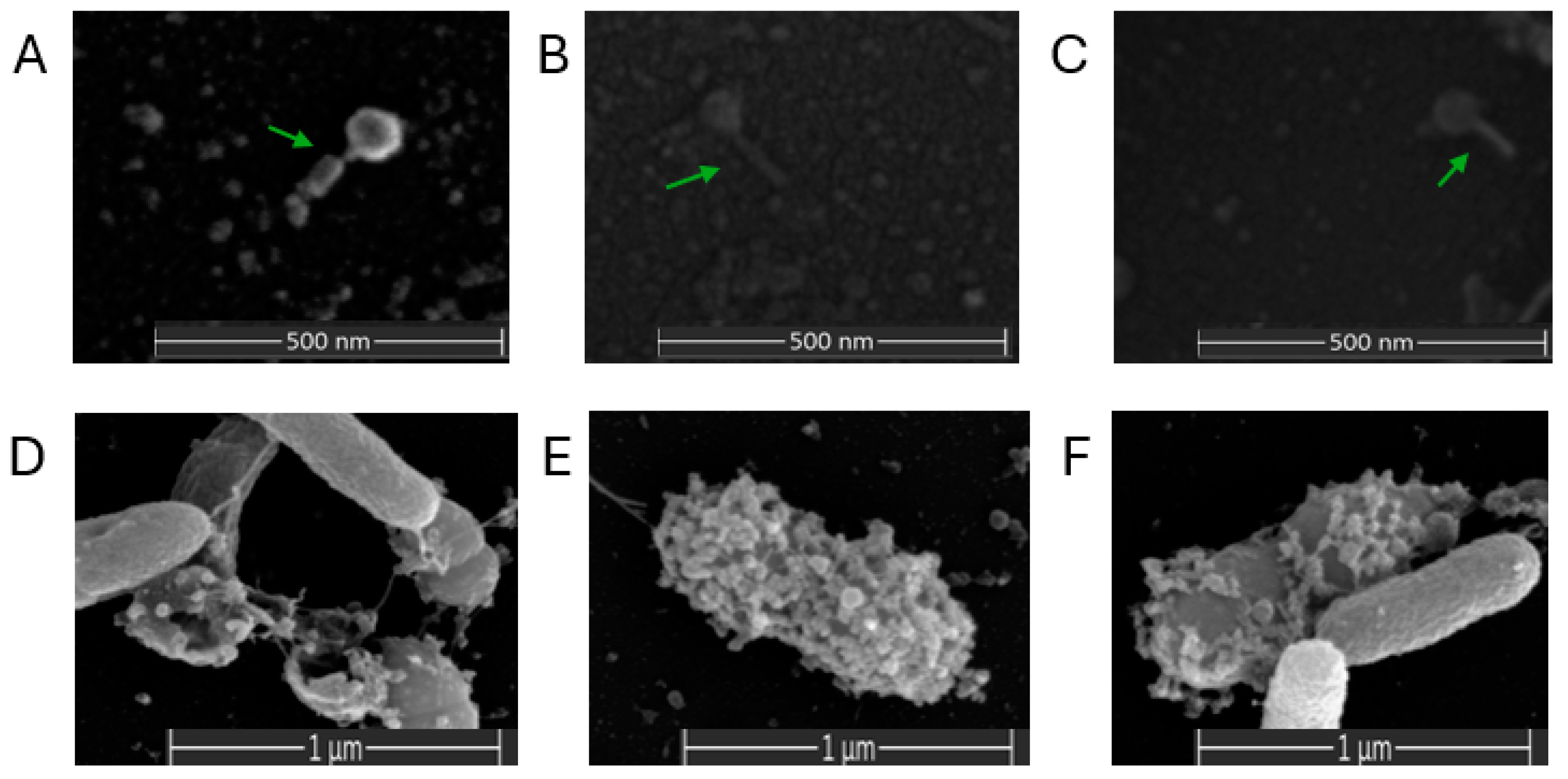 Microorganisms 12 00895 g004