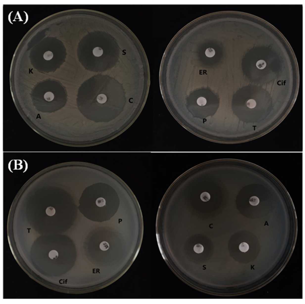 Microorganisms 12 00896 g002