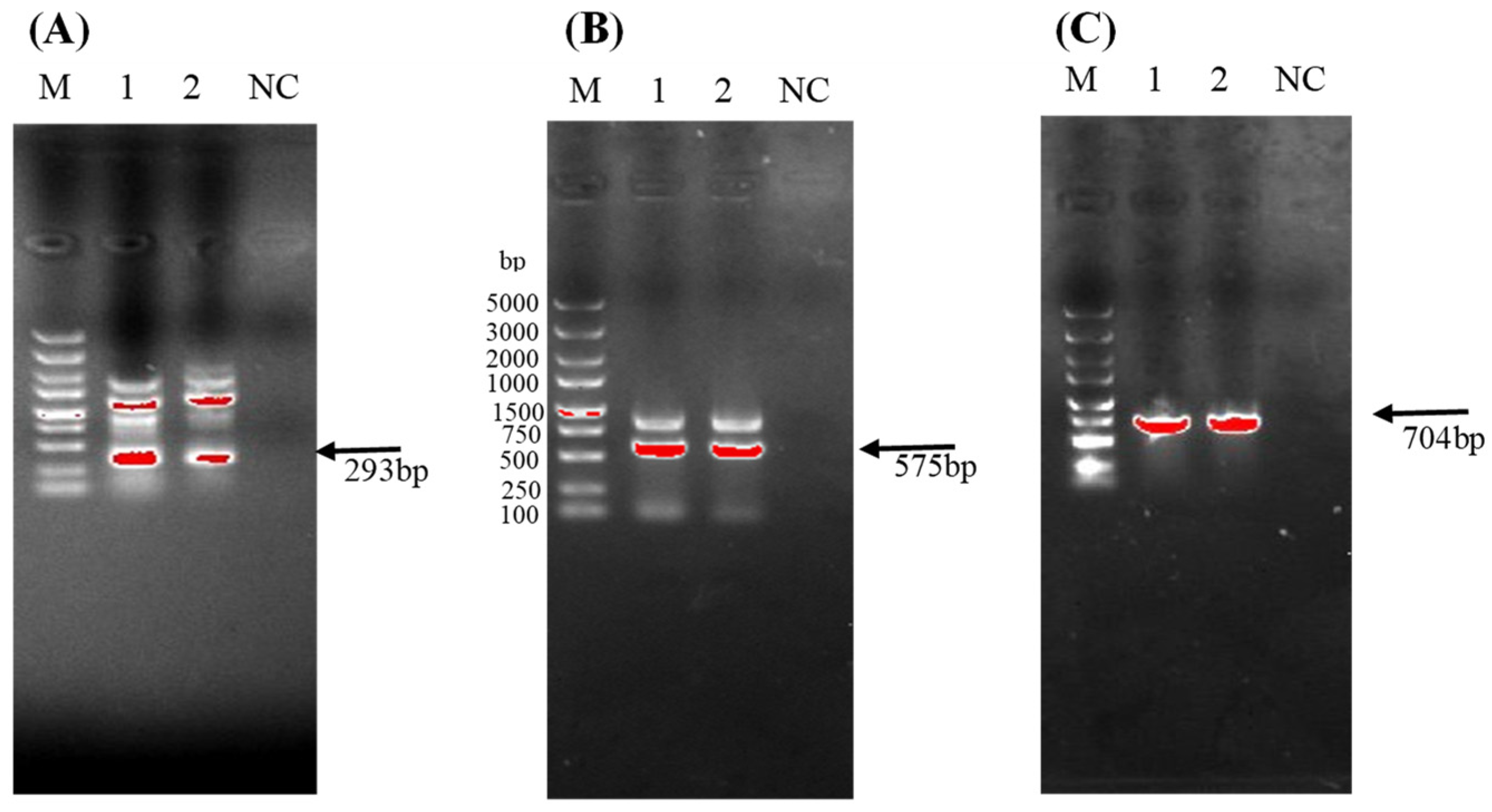 Microorganisms 12 00896 g005