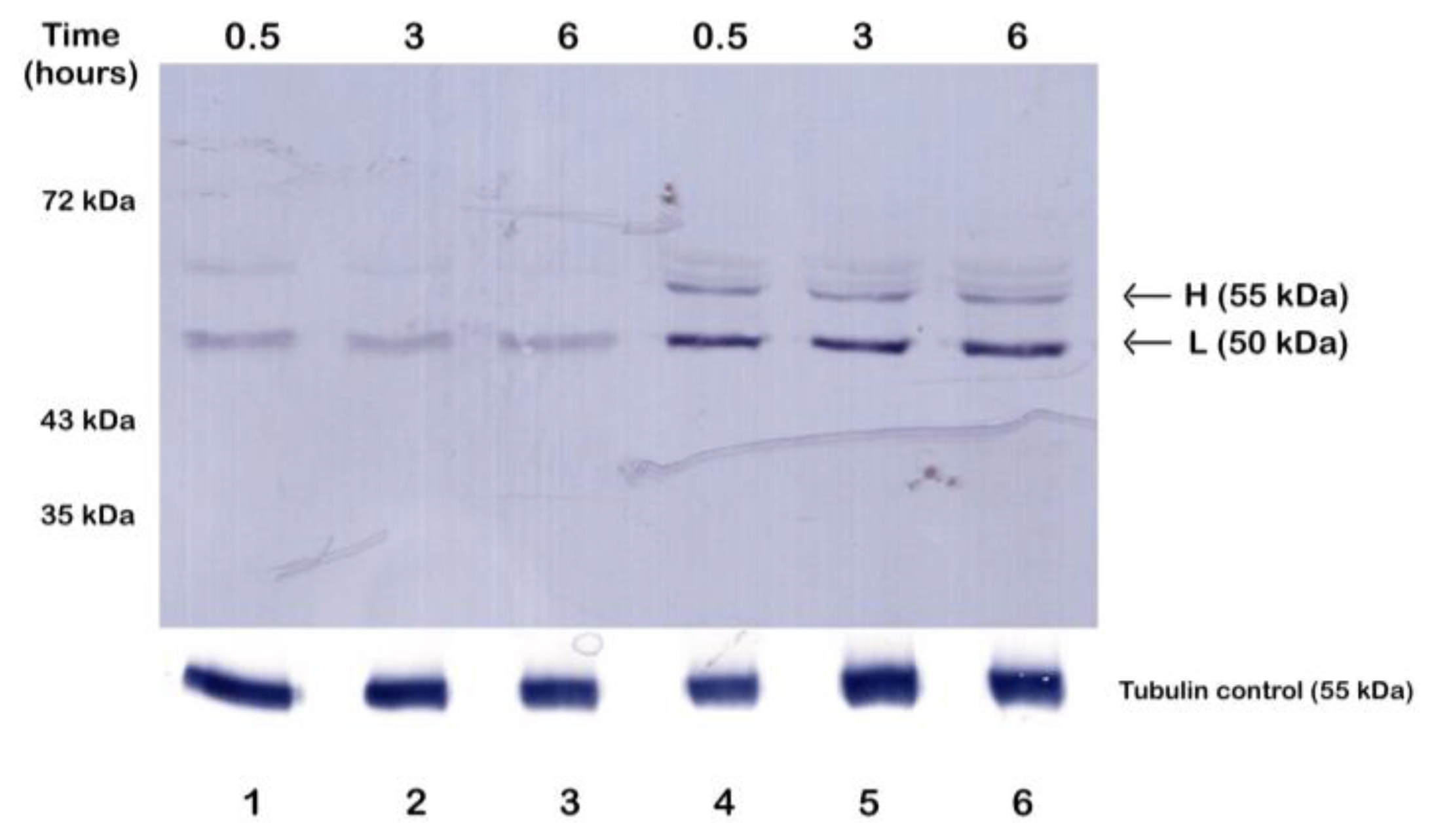 Microorganisms 12 00907 g001