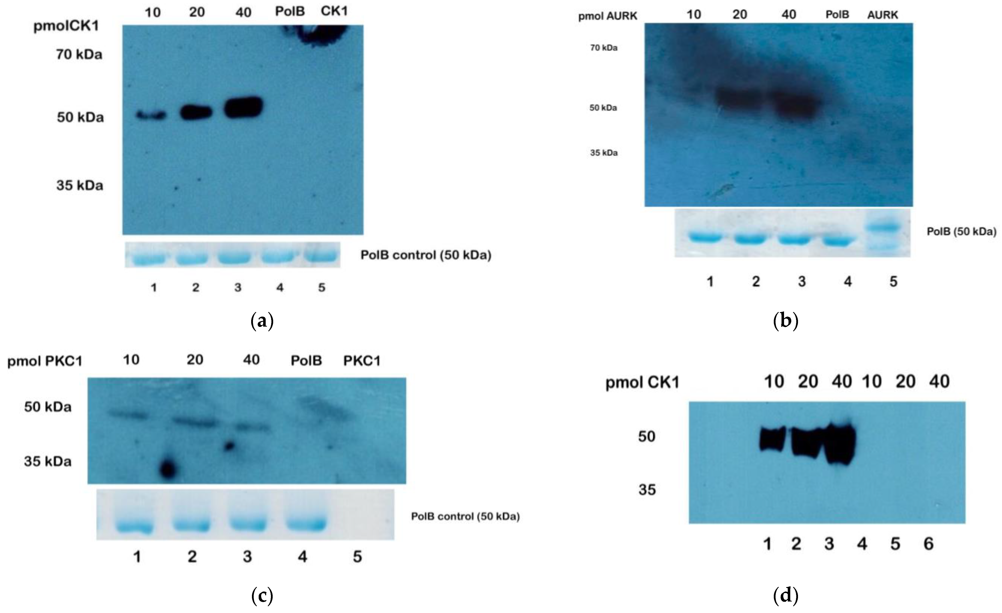 Microorganisms 12 00907 g004