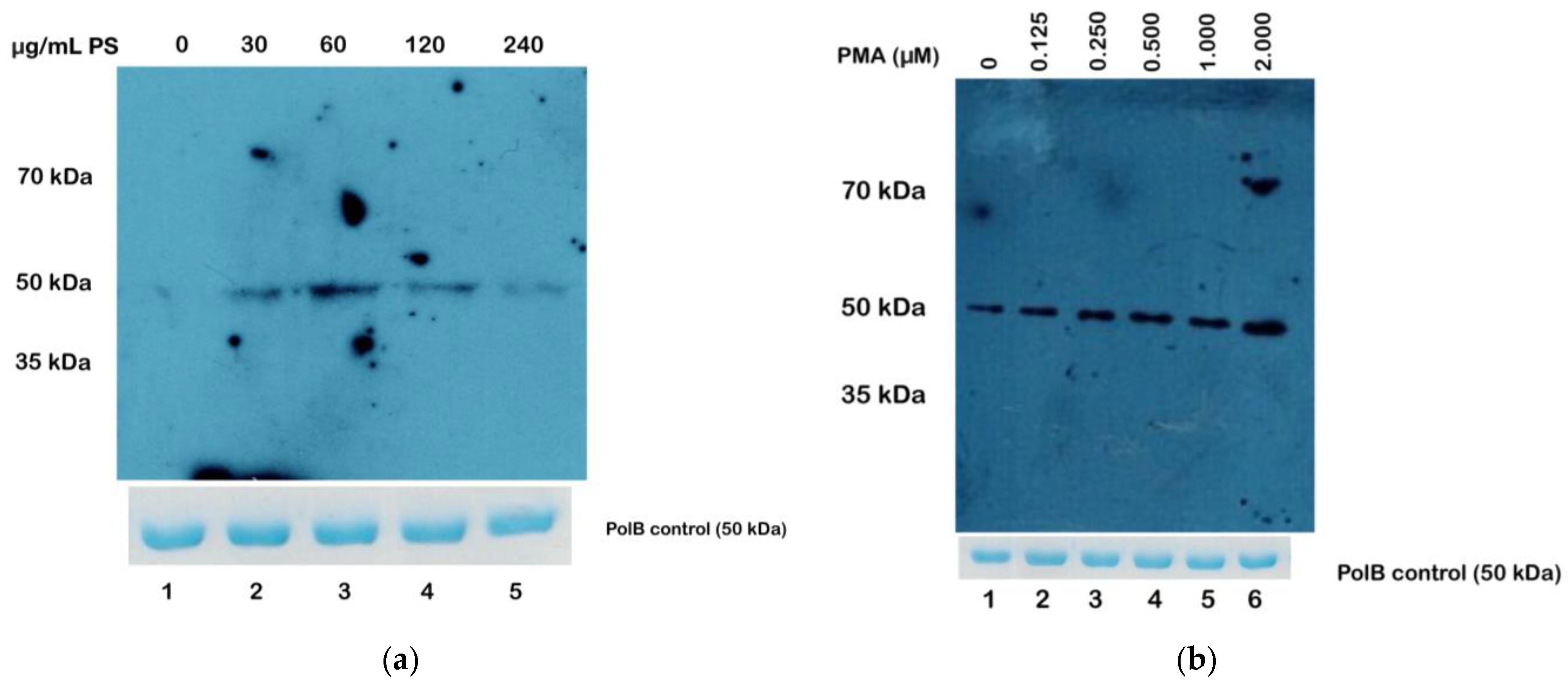 Microorganisms 12 00907 g005