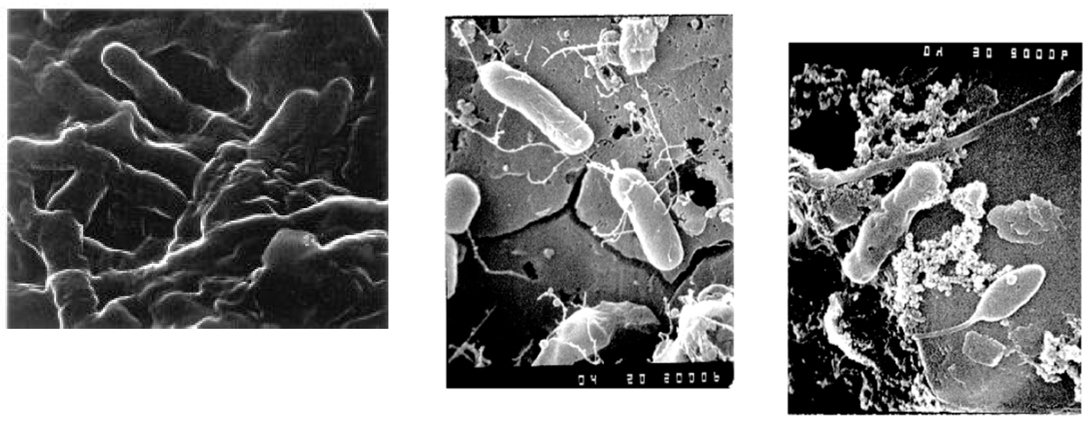 Microorganisms 12 00916 g002
