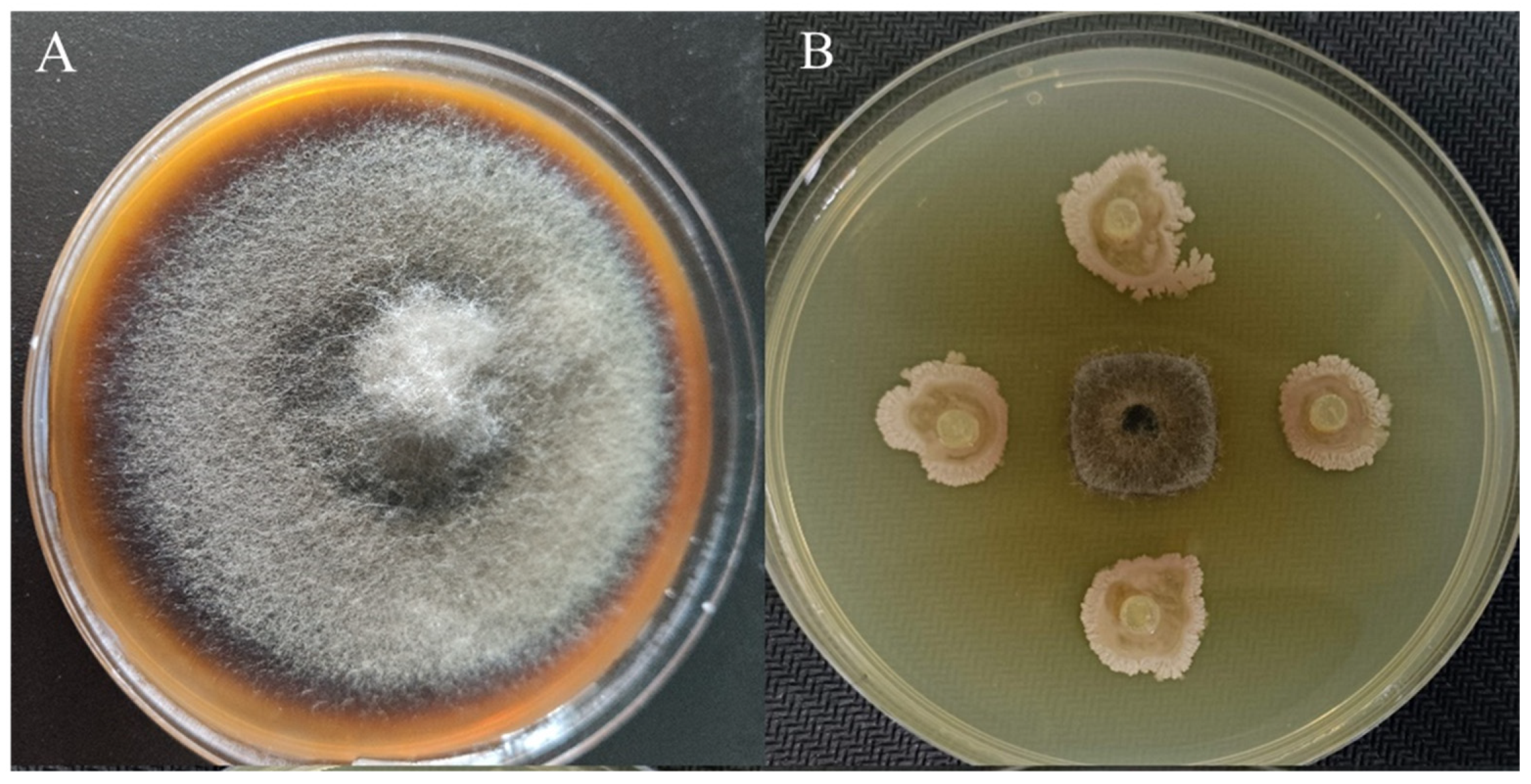 Microorganisms 12 00921 g001