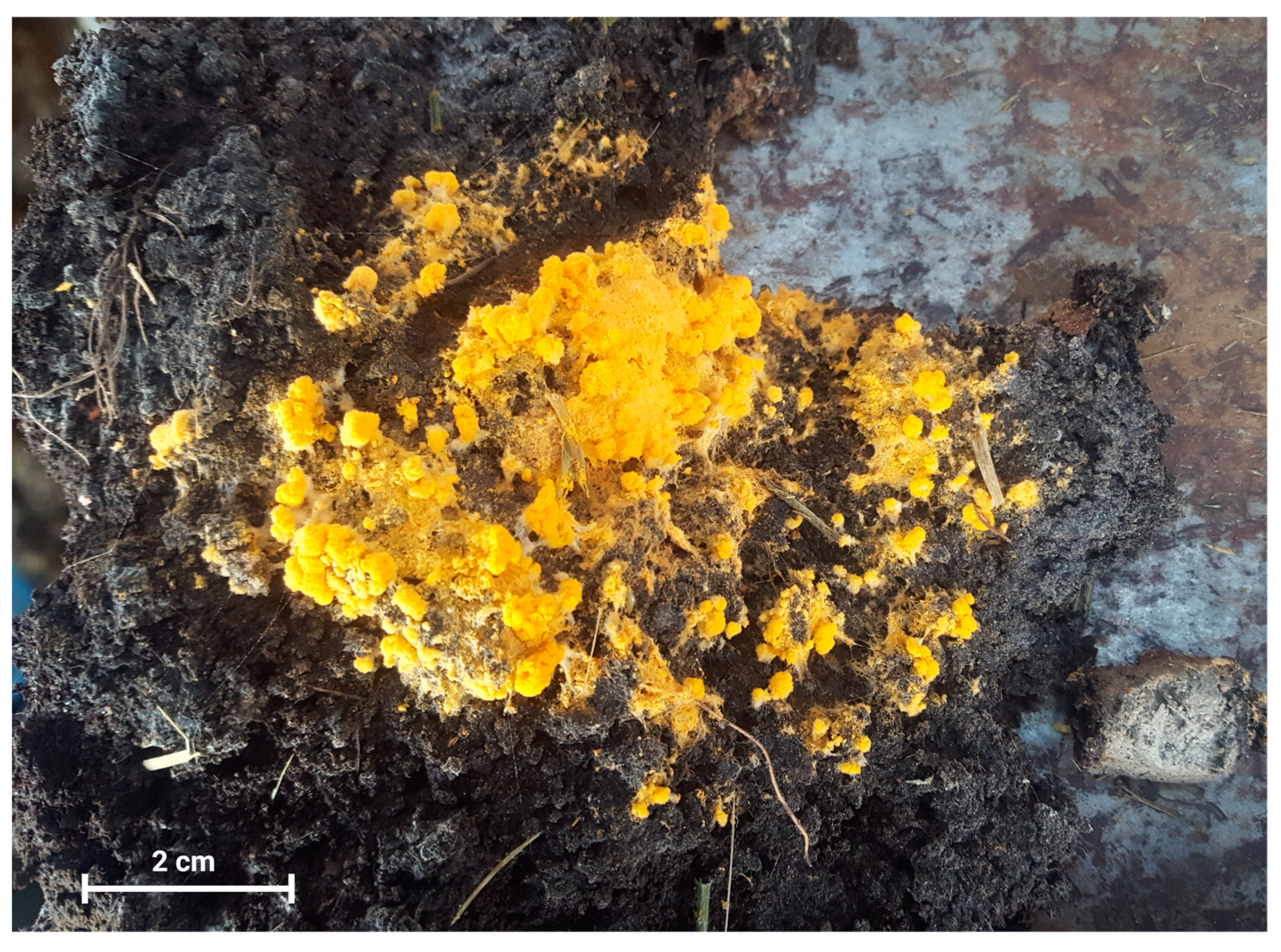 Microorganisms 12 00937 g001 Microorganisms 12 00937 g001