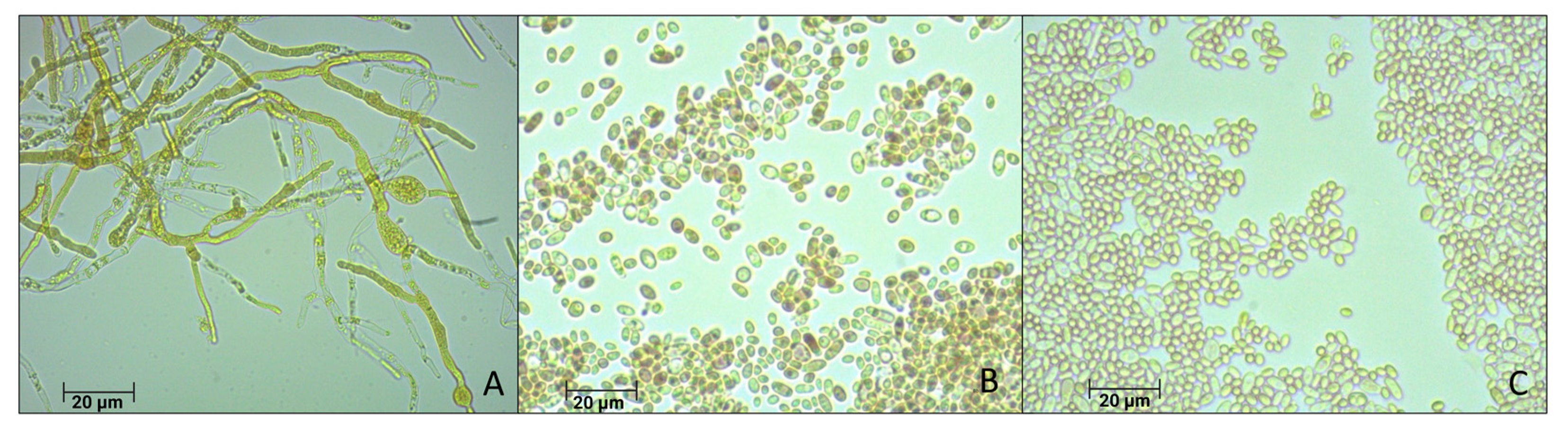 Microorganisms 12 00937 g002 Microorganisms 12 00937 g002
