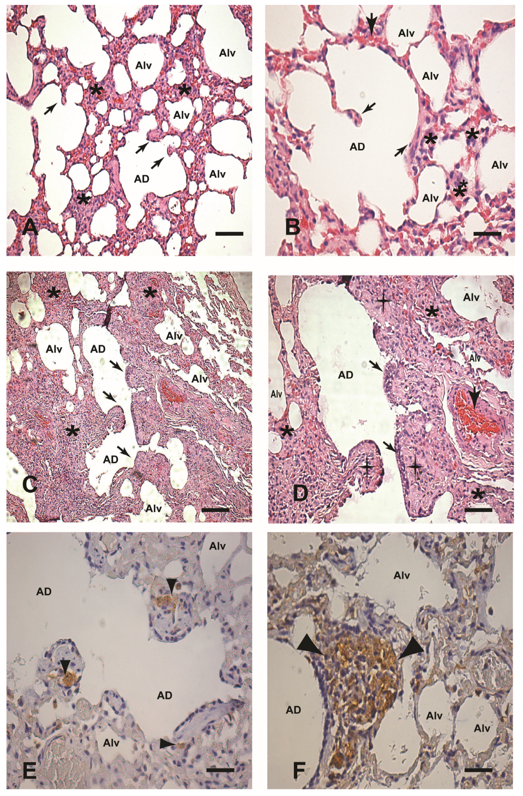 Microorganisms 12 00941 g001