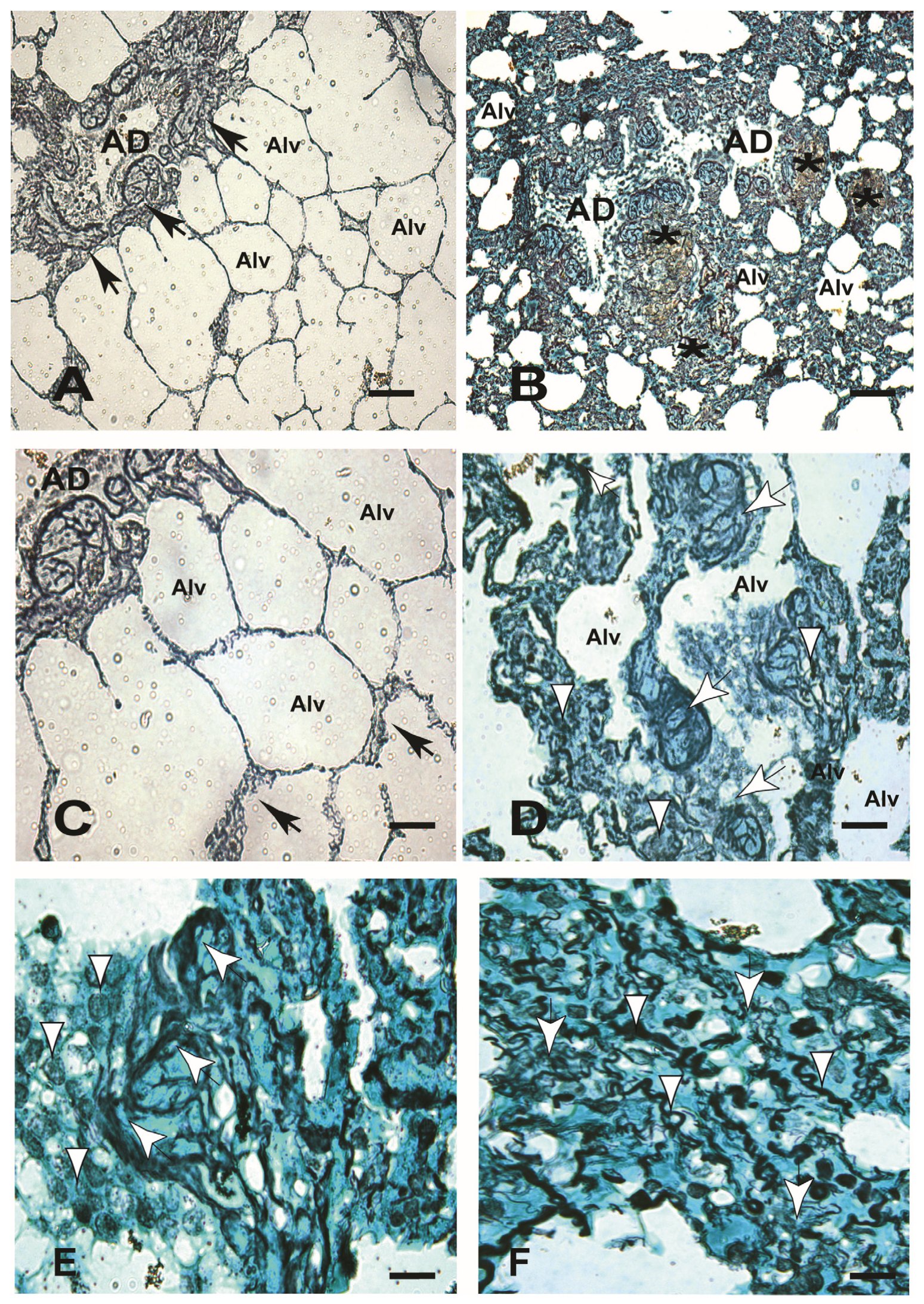 Microorganisms 12 00941 g002