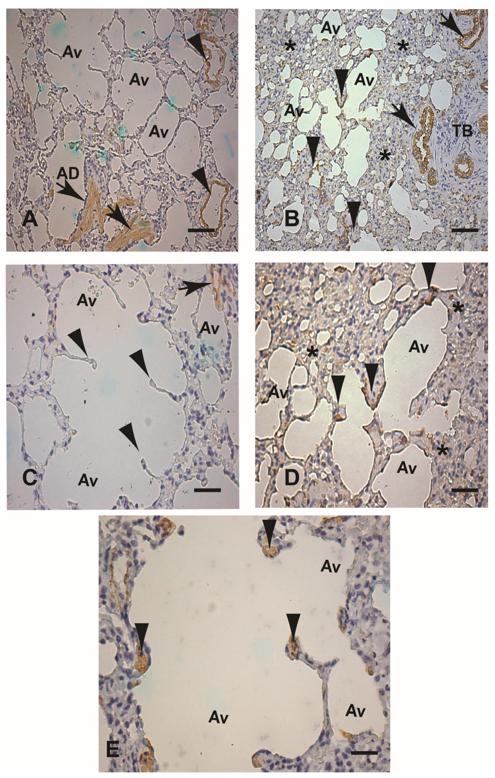 Microorganisms 12 00941 g003