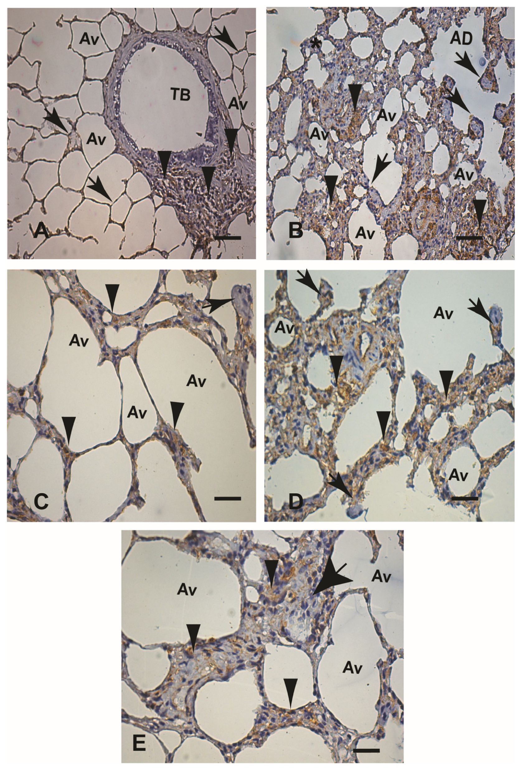 Microorganisms 12 00941 g004