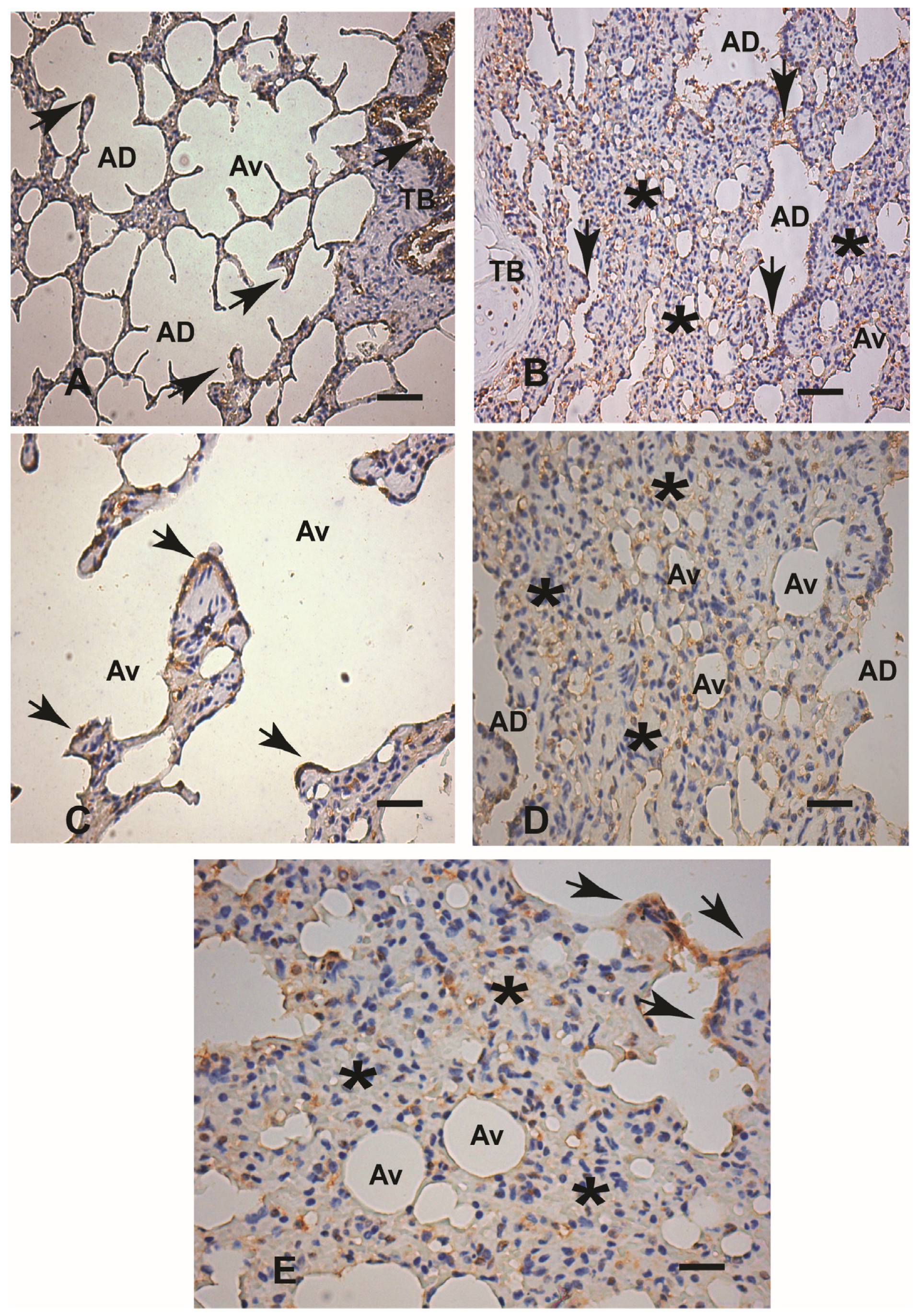 Microorganisms 12 00941 g005