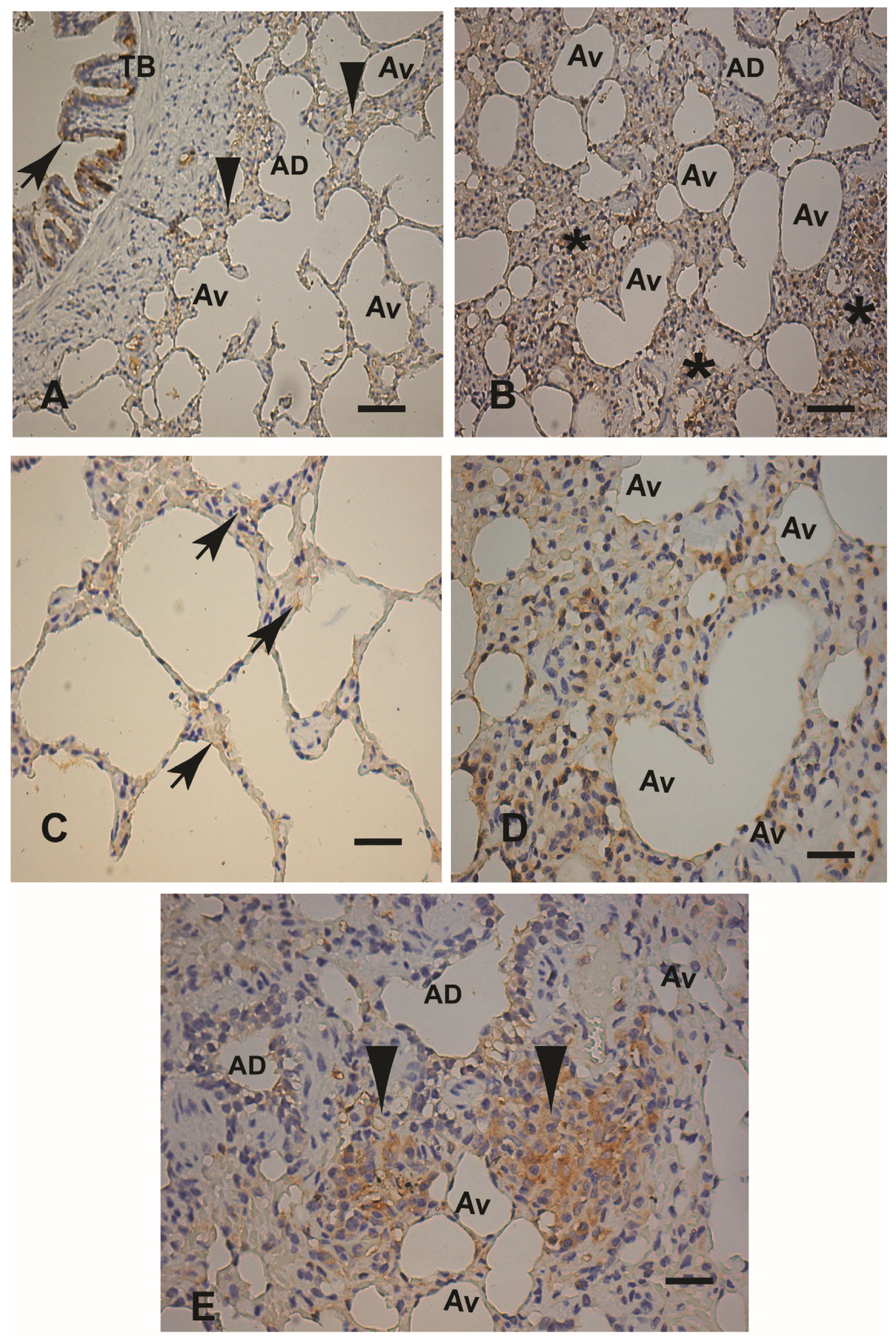 Microorganisms 12 00941 g007