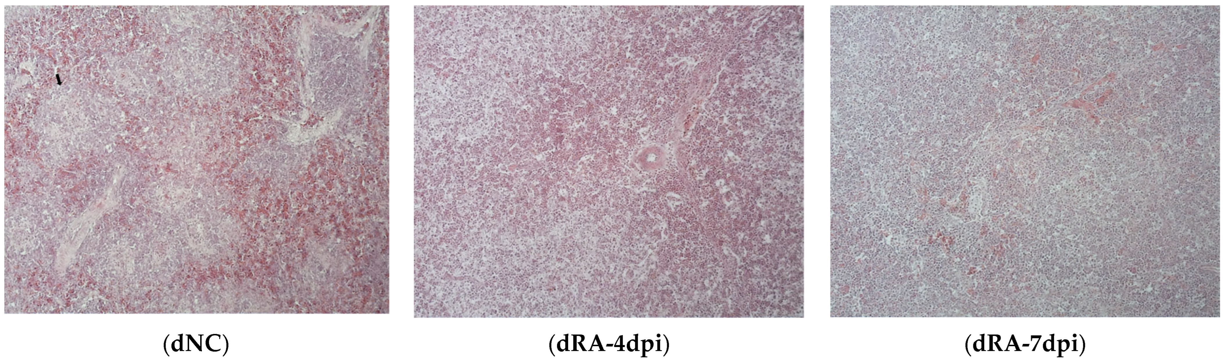Microorganisms 12 00973 g001