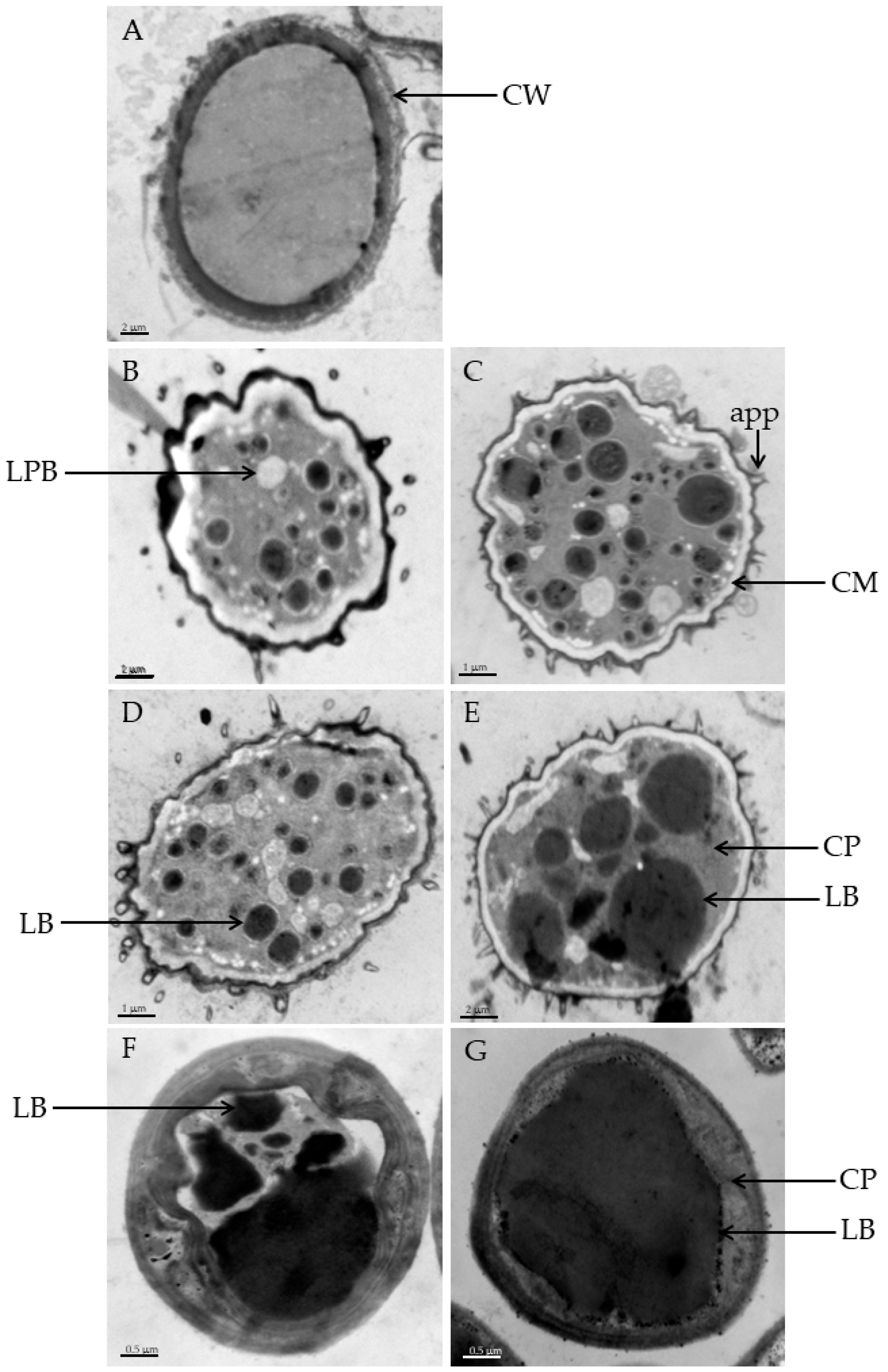 Microorganisms 12 00992 g002