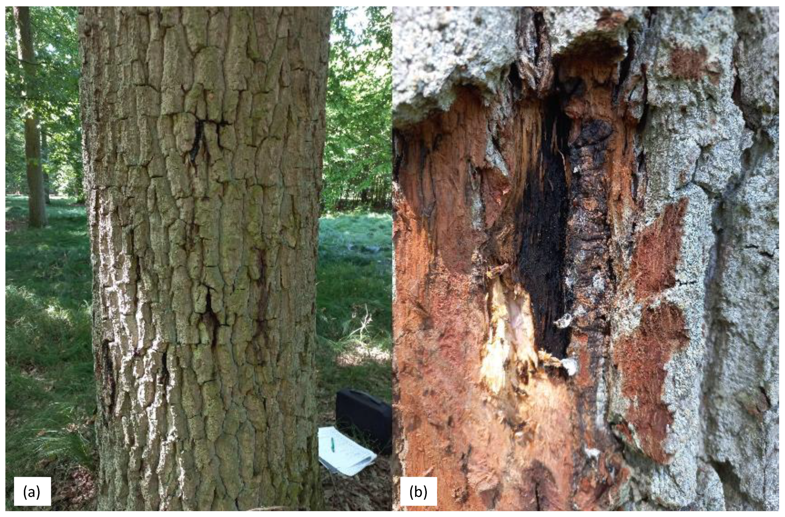 Microorganisms 12 00993 g001