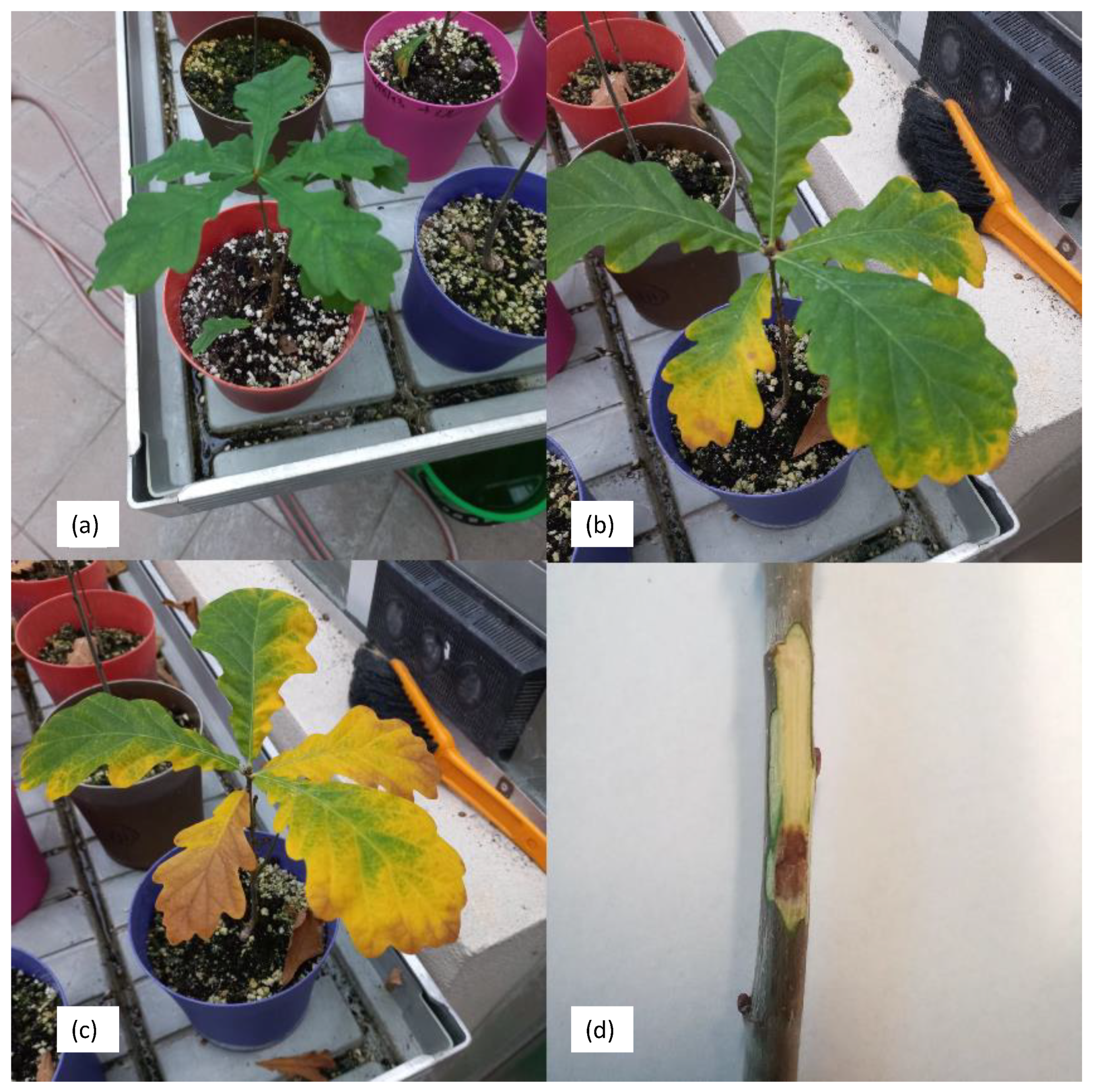 Microorganisms 12 00993 g003