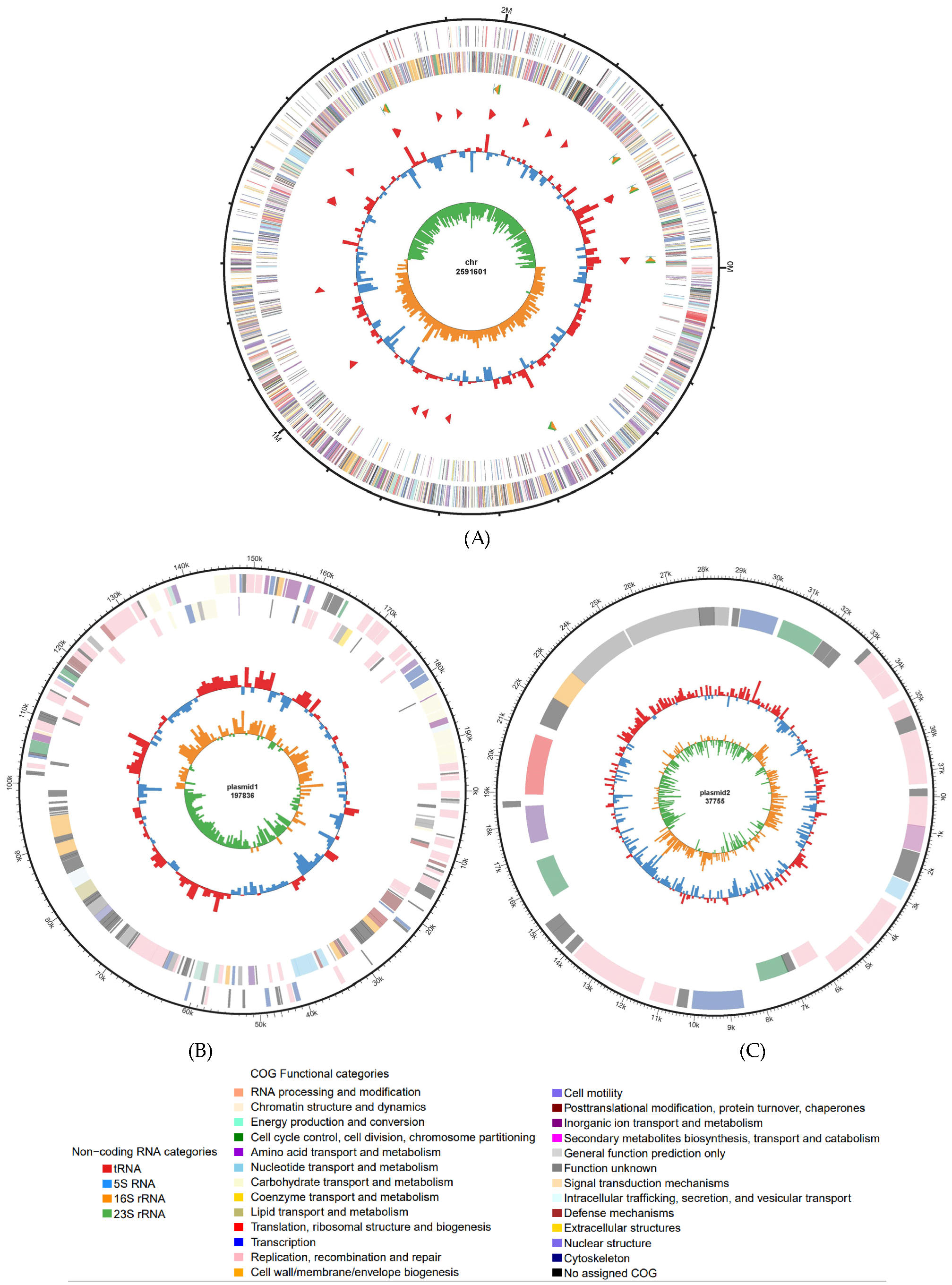 Microorganisms 12 00994 g001
